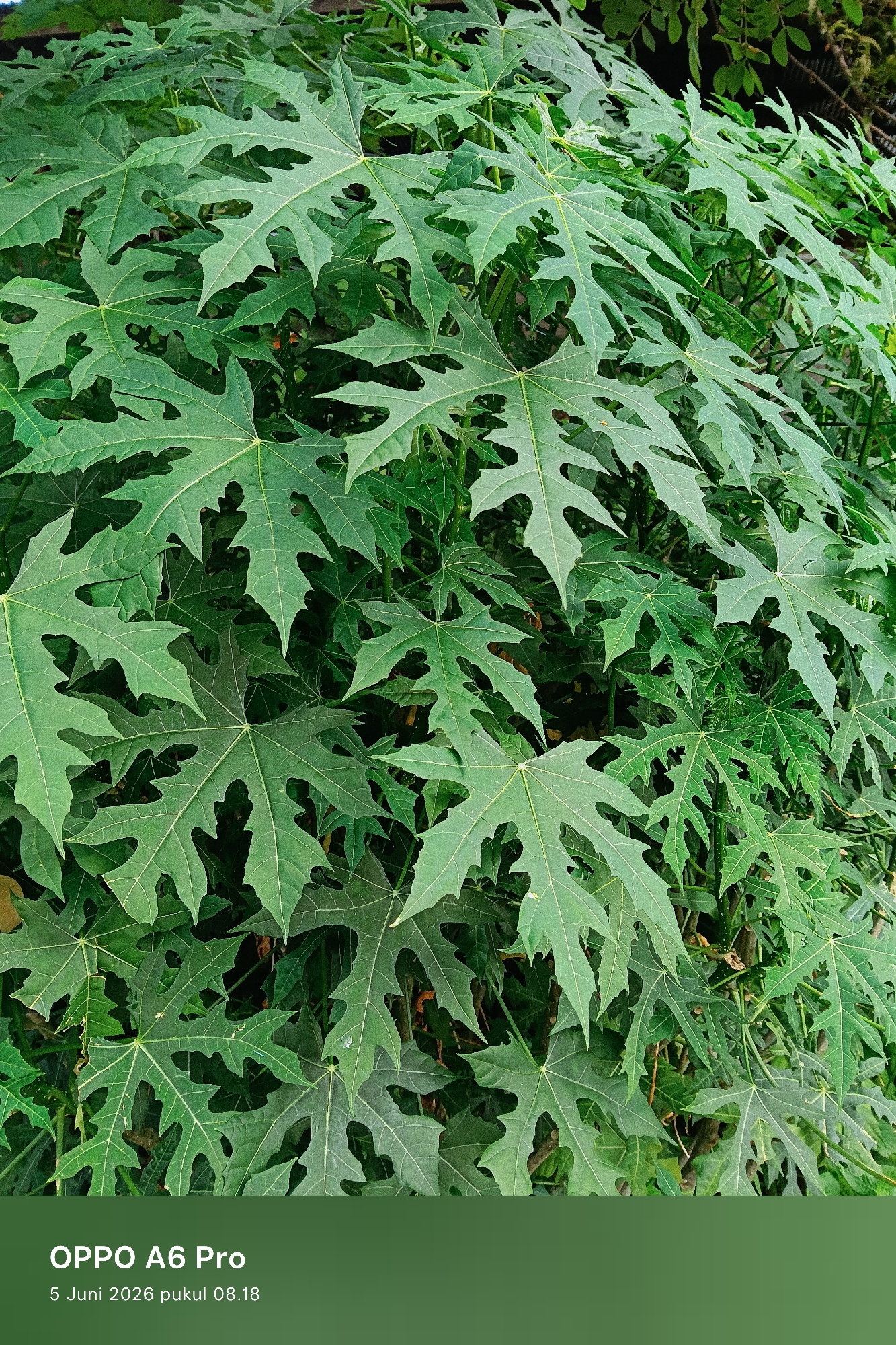 The image presents a close-up view of a dense cluster of large, vibrant green leaves, filling nearly the entire frame. The leaves are palmately lobed, deeply incised with several pointed segments, and feature prominent light-colored veins radiating from the central petiole. The foliage appears lush and healthy, characteristic of a tropical or subtropical plant, possibly a variety of papaya or a similar species like Chaya.
The scene is an outdoor natural setting, likely a garden or a verdant area in Lhokseumawe, Indonesia. There are no people or discernible objects other than the plant itself. No specific activity or event is taking place; it is a static shot focused solely on the plant's foliage. The lighting suggests it is daytime, with soft, natural illumination highlighting the texture and details of the leaves.
Notable details include the time of day, specified in the visible text as "pukul 08.18" (8:18 AM), indicating a morning shot. The verdant appearance of the leaves is consistent with the tropical climate of Lhokseumawe.
Visible text in a white overlay at the bottom of the image reads:
"OPPO A6 Pro"
"5 Juni 2026 pukul 08.18"