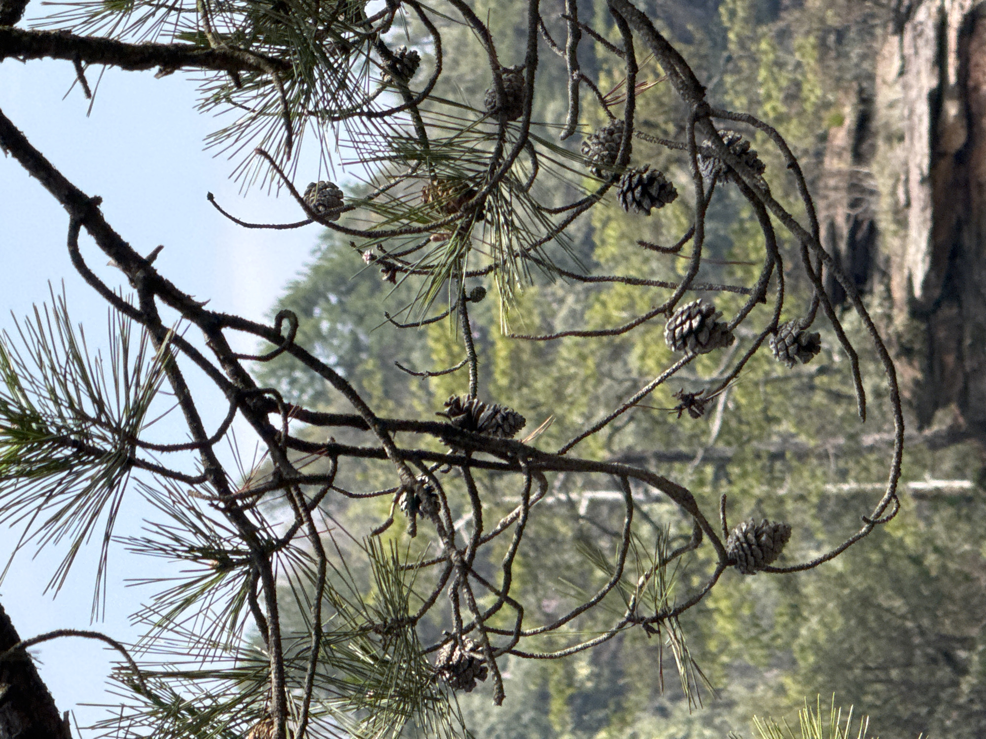 This image captures a natural outdoor scene within Wulingyuan, China. The foreground is occupied by dark, gnarled pine branches densely covered with green needles and multiple small, brown-grey pine cones, forming an intricate, overlapping network. The background features blurred green foliage from a forested area, with hints of lighter-colored rock formations discernible beneath the distant trees. A clear, light blue sky is visible in the upper frame. No individuals, explicit actions, or interactions are depicted.