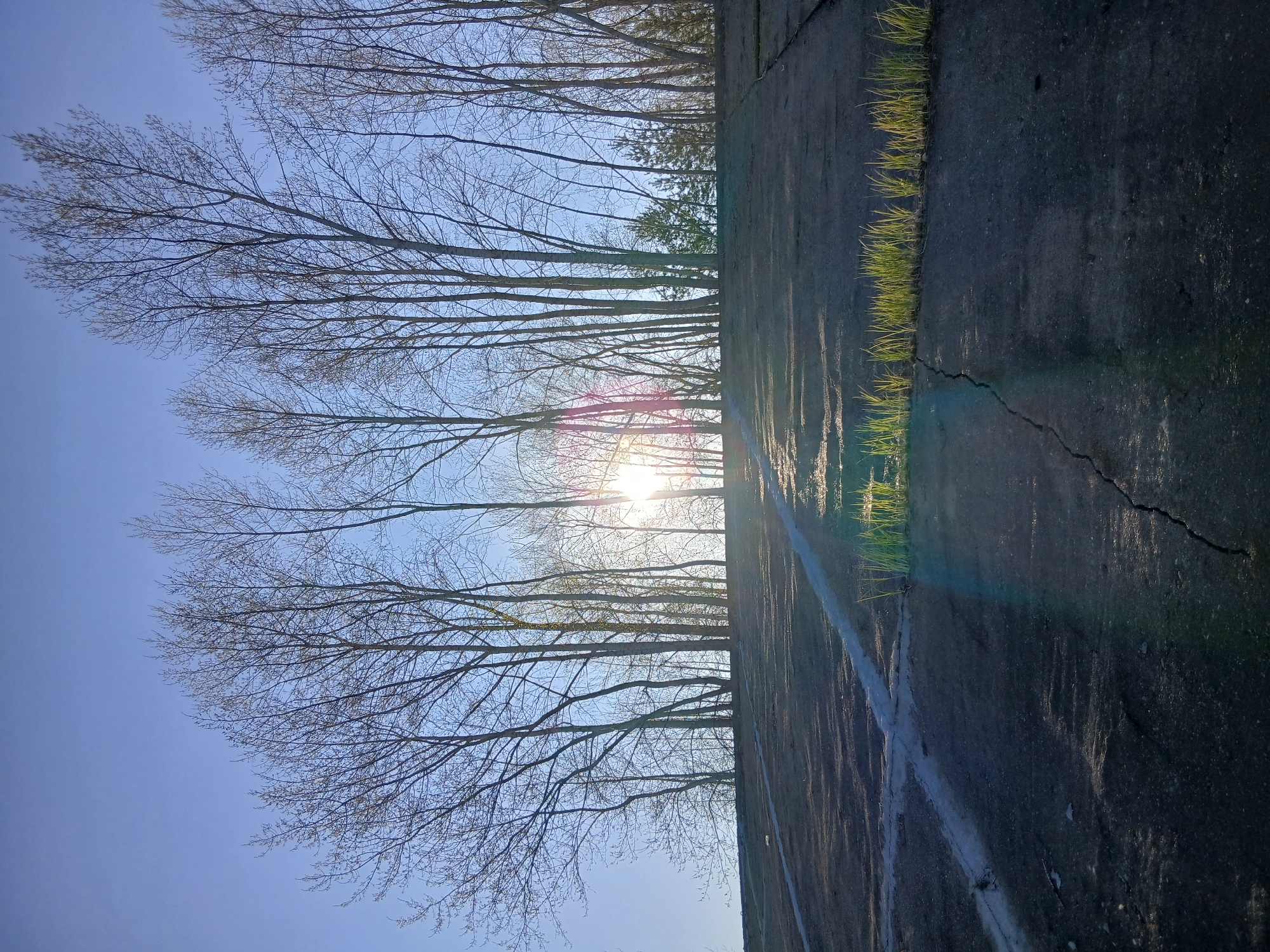 The image shows a view of trees with bare branches against a blue sky, with the sun shining through the branches. Adjacent to the trees is a concrete surface, possibly a sidewalk or paved area, with a crack running across it. Sparse grass is growing along the edge of the concrete. The location is in the city of Chaikovsky, Russia. There are no people visible in the image.