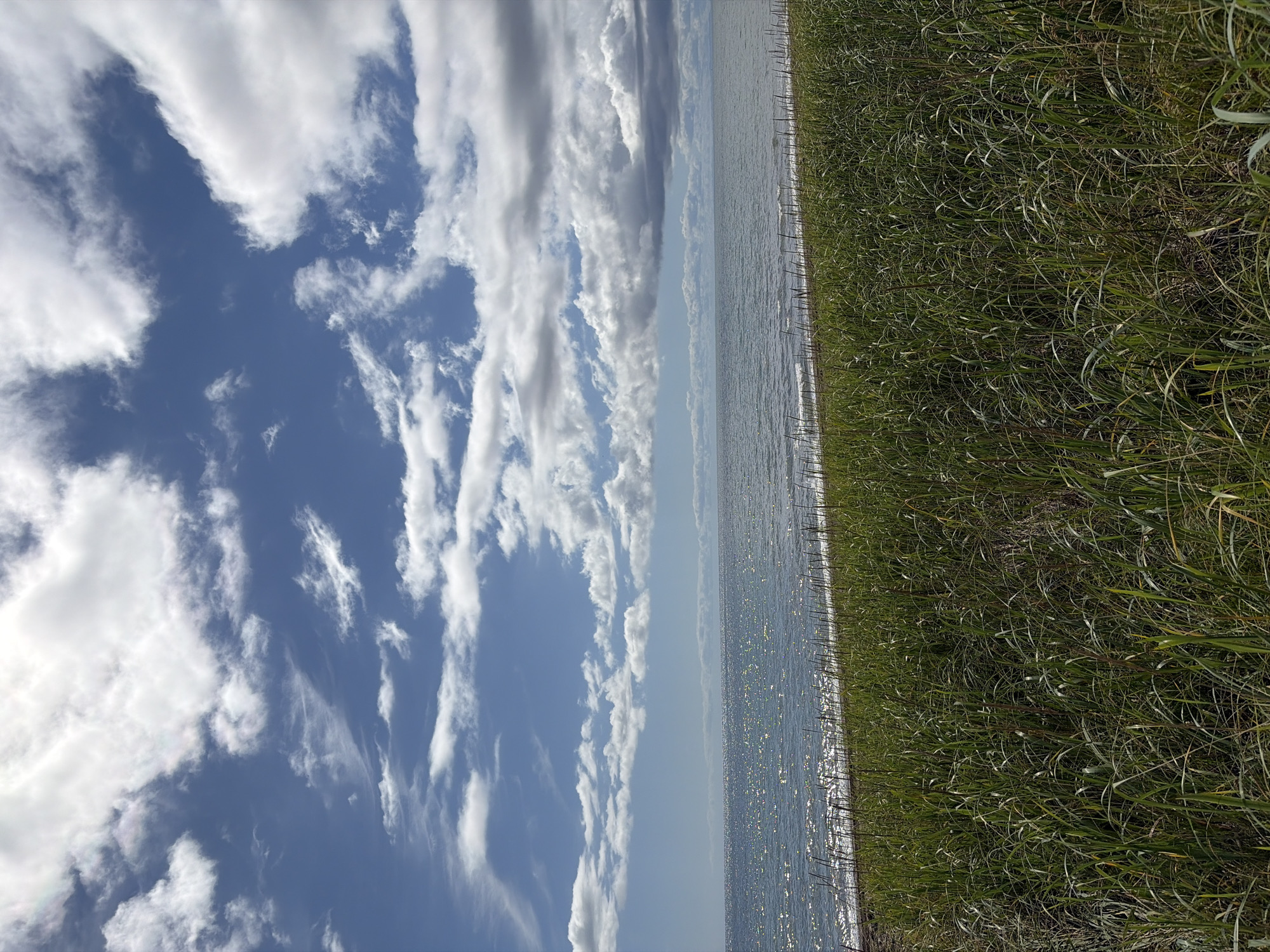 An outdoor, full-frame, vertical shot captures a serene landscape of a body of water and sky, possibly a lake or sea, located in Ozerskoe, Russia. The foreground is dominated by a dense field of tall, green grass, which extends to the bottom of the frame and up to about one-third of the image. Behind the grass is a beach, a narrow strip of dark sand, followed by the expanse of water. The water's surface is calm, with gentle waves lapping the shore, and it shimmers with reflected sunlight, creating a sparkling effect. The horizon line is clearly defined, separating the water from the sky. The sky above is a vibrant blue, populated by a mixture of fluffy white cumulus clouds and wispy cirrus clouds. The clouds are scattered, with some areas showing clear blue sky and others more densely covered, creating a dynamic and textured sky. The overall atmosphere is peaceful and natural.