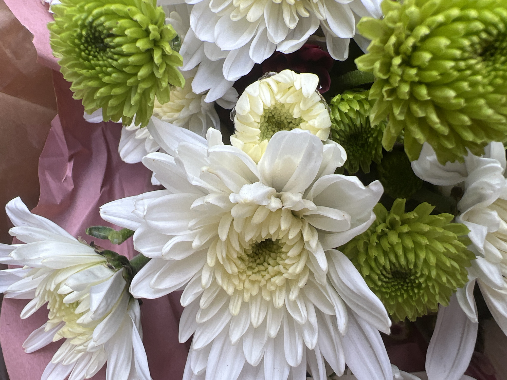 A close-up, overhead shot displays a vibrant bouquet of white and green chrysanthemums arranged with a pink wrapping paper in the background. The flowers, in various stages of bloom, showcase intricate petal structures and a mix of full white blooms and smaller, tightly budded green ones. The image is an indoor photograph, likely taken in Hadera, Israel, though no specific landmarks are visible to confirm the location.