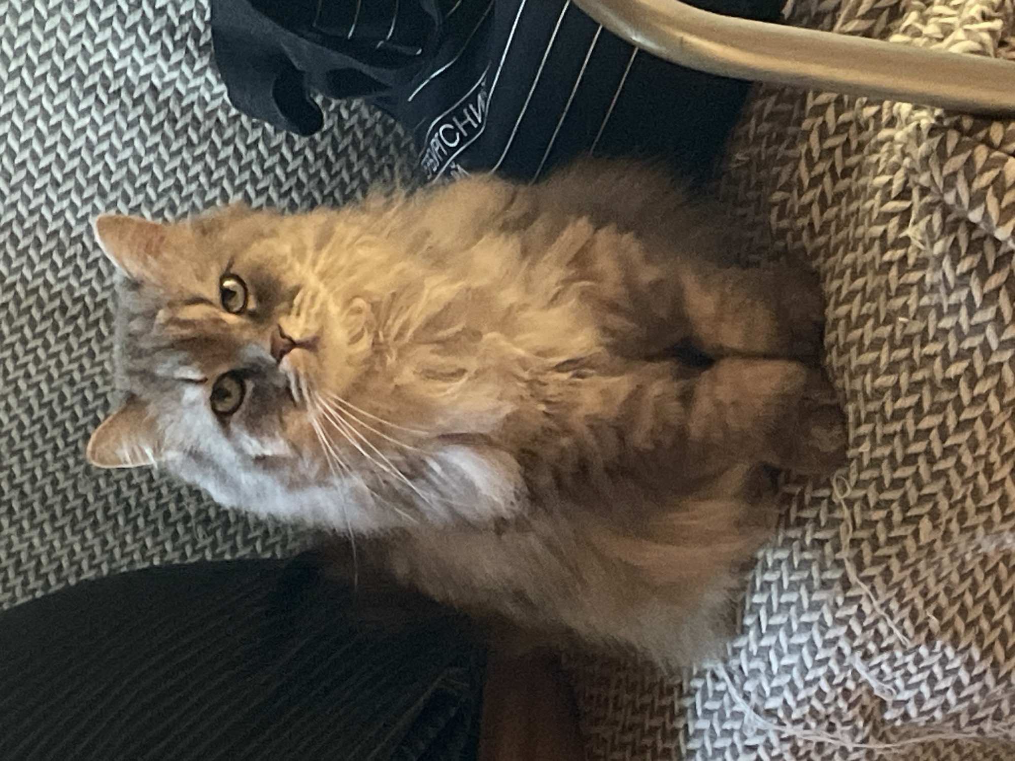 A medium shot captures a fluffy, grey and brown cat sitting upright on a textured, grey and white woven blanket. The cat's paws are tucked neatly in front of it. Its fur is long and appears soft, with darker tabby markings on its head and back. The cat's face is central, with alert, green-yellow eyes looking directly at the camera. Its whiskers are prominent. To the left of the cat, a dark, ribbed fabric is visible. To the right, a dark fabric with thin white stripes is present, displaying some white lettering that appears to be Cyrillic script. The background consists of the grey and white woven blanket, with a sliver of a metallic, curved object on the far right. The lighting is warm and seems to come from the front and slightly to the right, casting soft shadows. The environment appears to be indoors, likely a living space such as a sofa or armchair. The location is identified as Unknown, Russia.