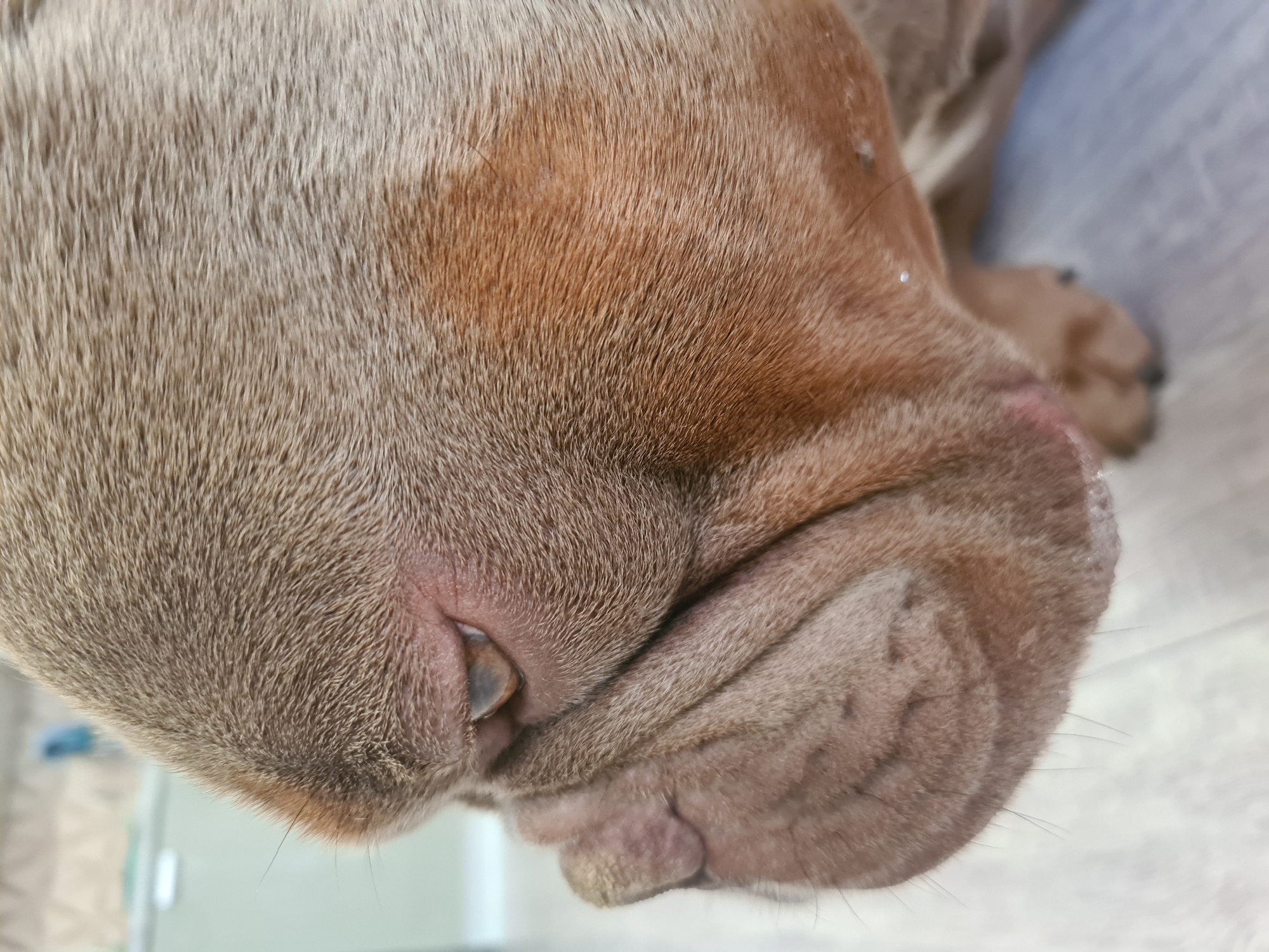 This is a close-up, side profile photograph of a fawn-colored bulldog's face. The dog's fur is short and appears slightly coarse. The dominant colors are various shades of brown and tan, with lighter tones on the fur and darker, reddish-brown hues on the muzzle and around the eye. The dog's left eye is visible, and it is a light brown color with a slightly cloudy appearance. The dog's distinctive wrinkled muzzle is prominent, with deep folds and creases. Some fine, light-colored whiskers are also visible on the muzzle. The background is blurred, but it appears to be an indoor setting with light-colored flooring and a hint of a wall or furniture in the upper left corner. The lighting is soft and natural, illuminating the dog's features. The image captures a moment of stillness, with the dog looking to its left.