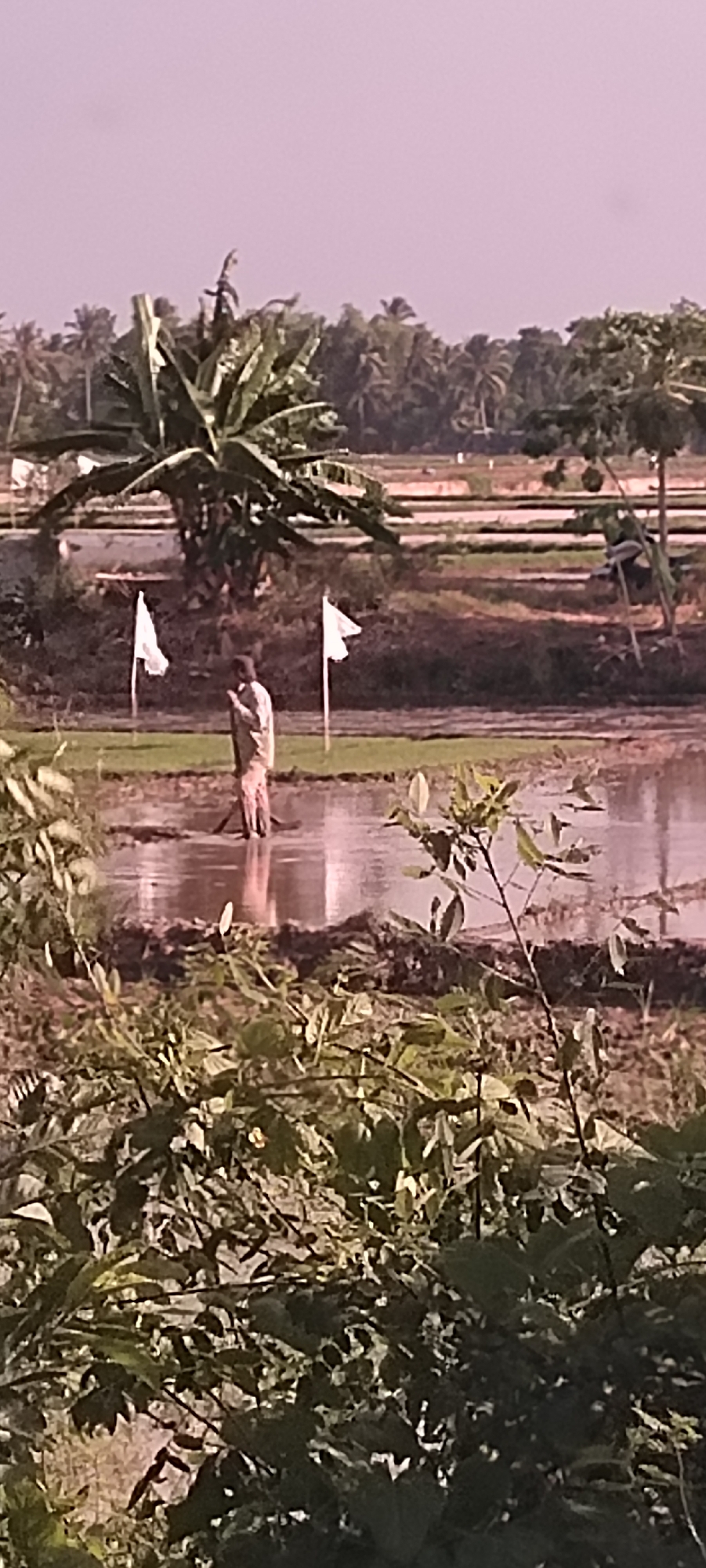 A lone farmer, dressed in a light-colored shirt and pants, works in a flooded rice paddy. They stand knee-deep in the water, holding a long tool that is partially submerged. Two white flags on poles are visible in the paddy, one to the left and one to the right of the farmer. In the background, a large banana tree stands prominently, with lush foliage. Beyond the tree, rows of cultivated fields stretch into the distance, interspersed with more trees, including several coconut palms, indicative of the tropical landscape. The sky is a pale, hazy color. The overall scene depicts agricultural activity in a rural area, likely Paloh, Indonesia, given the presence of tropical vegetation and rice cultivation.