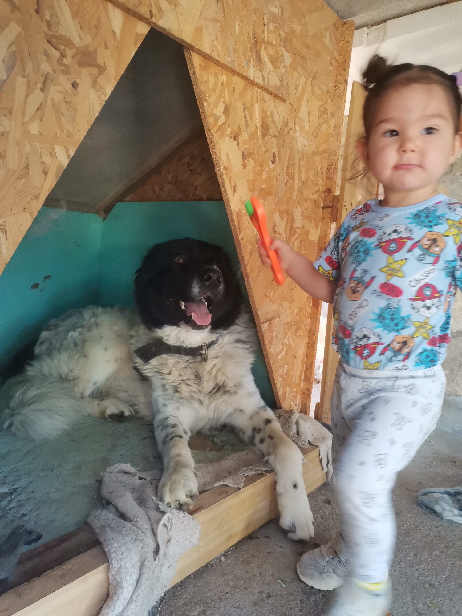 In Osoitsa, Bulgaria, a young child holding an orange toy stands in front of a large, shaggy black and white dog resting inside a wooden doghouse. The doghouse has an angled opening, and the interior is painted teal. The child is wearing a blue t-shirt with cartoon characters and white pants with a repeating pattern. The dog has its mouth open, with its tongue visible, and is lying down on what appears to be a dirty, light-colored blanket. The environment is rustic, with unfinished wooden panels forming the structure around the doghouse. The ground is concrete.