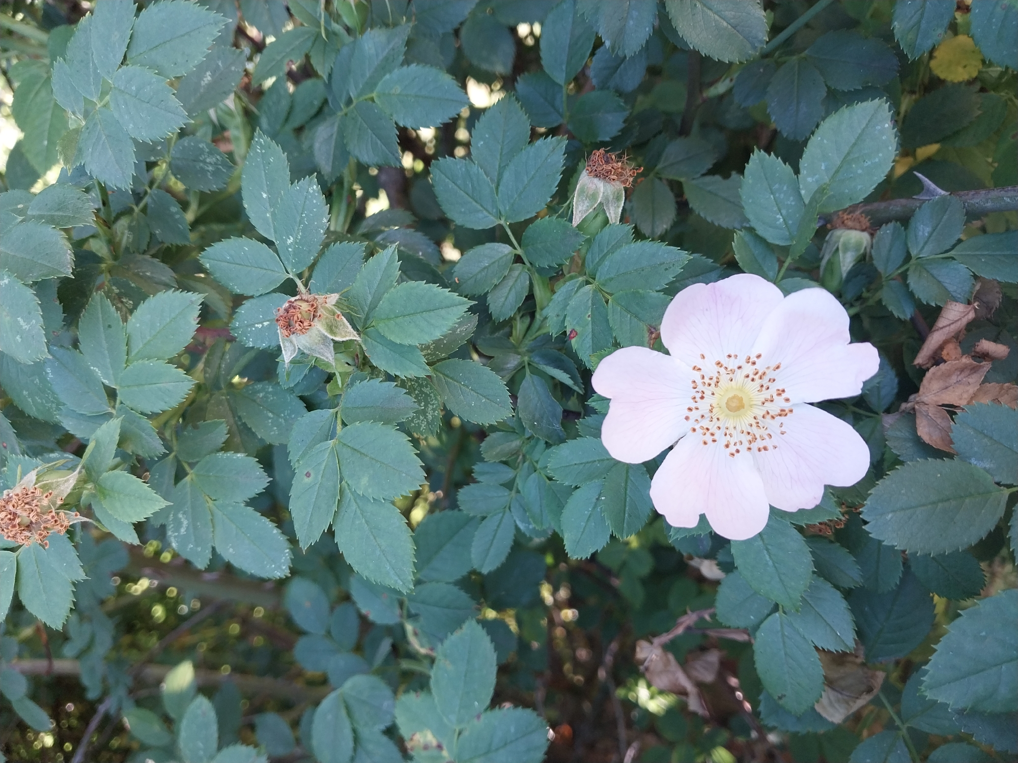 A single, pale pink wild rose blossom with a yellow center and numerous small brown stamens is centered in the lower portion of the image. The flower is surrounded by deep green, serrated leaves of the rose bush. Several dried, brown rose hips are visible amongst the leaves, some appearing shriveled and empty. The background is filled with more of the rose bush's foliage, with some out-of-focus bokeh lights suggesting a dappled sunlight effect. The scene is outdoors and appears to be in a natural or garden setting. The image does not contain any people or specific identifiable urban landmarks of Doslidne, Ukraine.