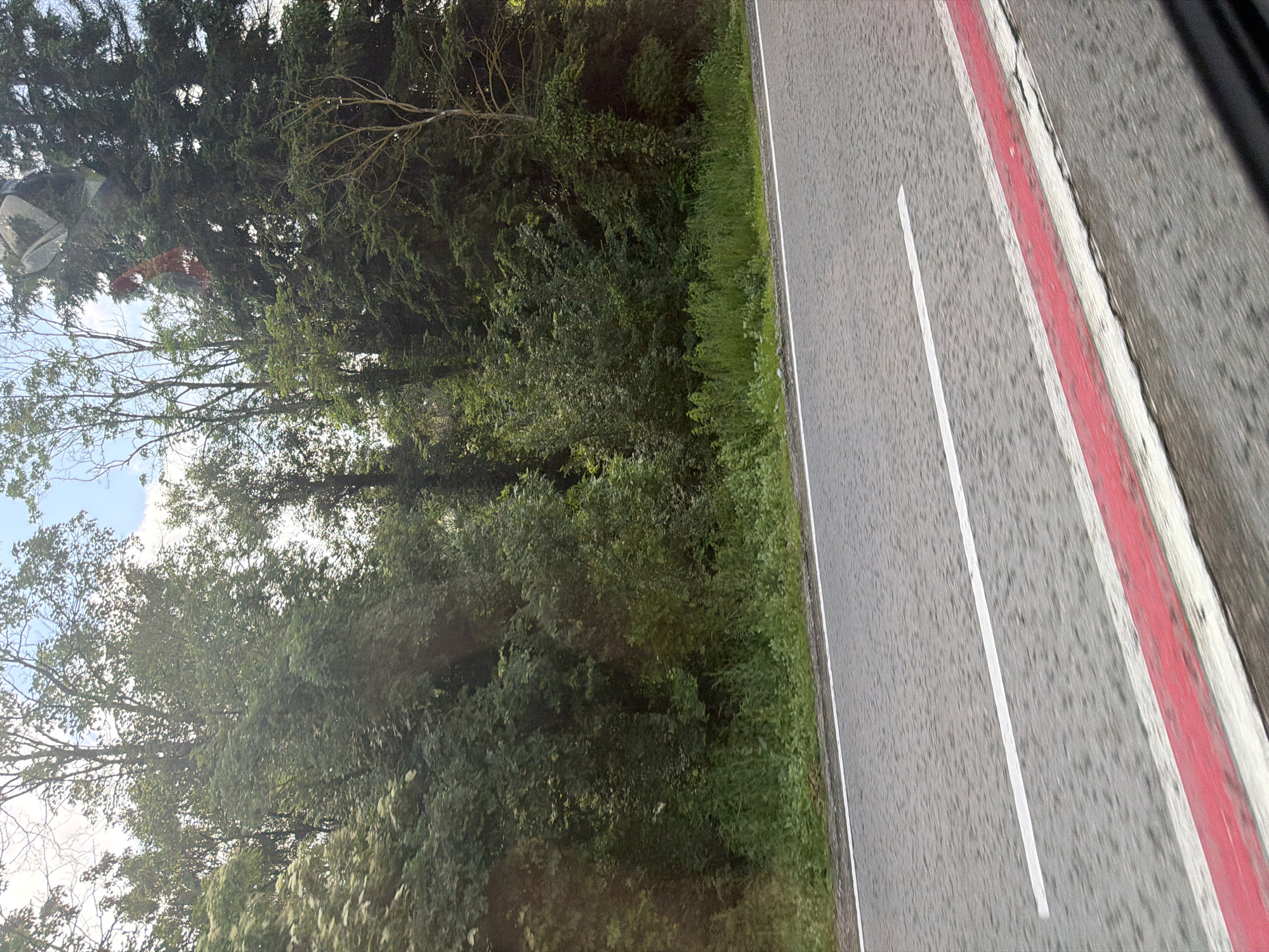 The image captures a roadside scene, likely viewed from a moving vehicle. The road occupies the right side of the frame, featuring a grey asphalt surface that appears slightly damp. A white dashed line is visible on the road, with a distinctive red and white striped marking along its right edge, possibly indicating a kerb or barrier. This marking shows some wear and tear on the red paint. A narrow strip of green grass separates the road from a dense forest or thicket of trees and bushes that dominate the left side of the image. Through the upper canopy of the trees, patches of bright blue sky with some white clouds are visible. The scene is illuminated by daylight, suggesting a clear day. An indistinct dark shape in the extreme right margin might be part of a vehicle's interior or window frame. There is no visible text. The location context for this media file is Trastenik, Bulgaria.