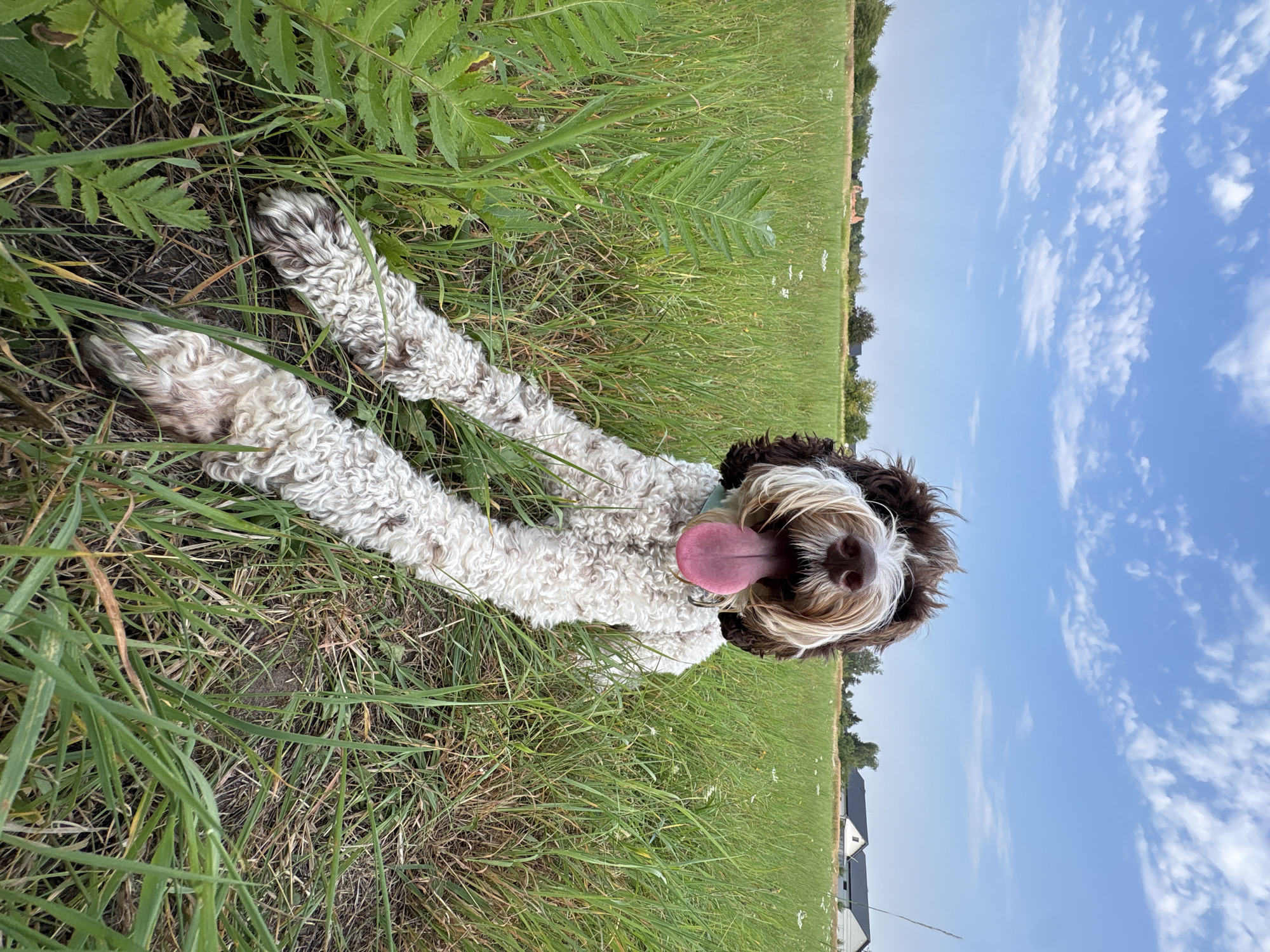 A fluffy, brown and white dog is lying in a grassy field under a blue sky with scattered white clouds. The dog's tongue is out and it appears to be panting. The dog's front legs are extended forward. In the background, there are trees and houses. The scene is located in Wilczyce, Poland.