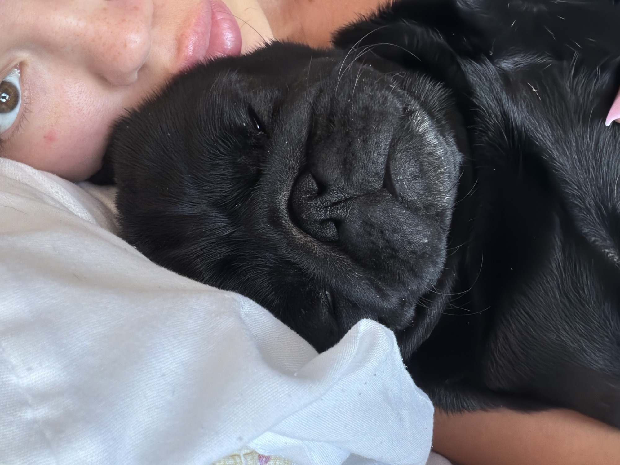 The image shows a close-up of a black pug puppy sleeping, partially covered by a white cloth. The puppy's face is visible, with its eyes closed and its snout wrinkled. To the right of the puppy, a person's face is partially visible, with one eye, part of the nose, and lips showing. The person has fair skin with freckles and some reddish spots on their cheek. The background is out of focus, but appears to be indoors. There is no visible indication of the city of Sirius, Russia.