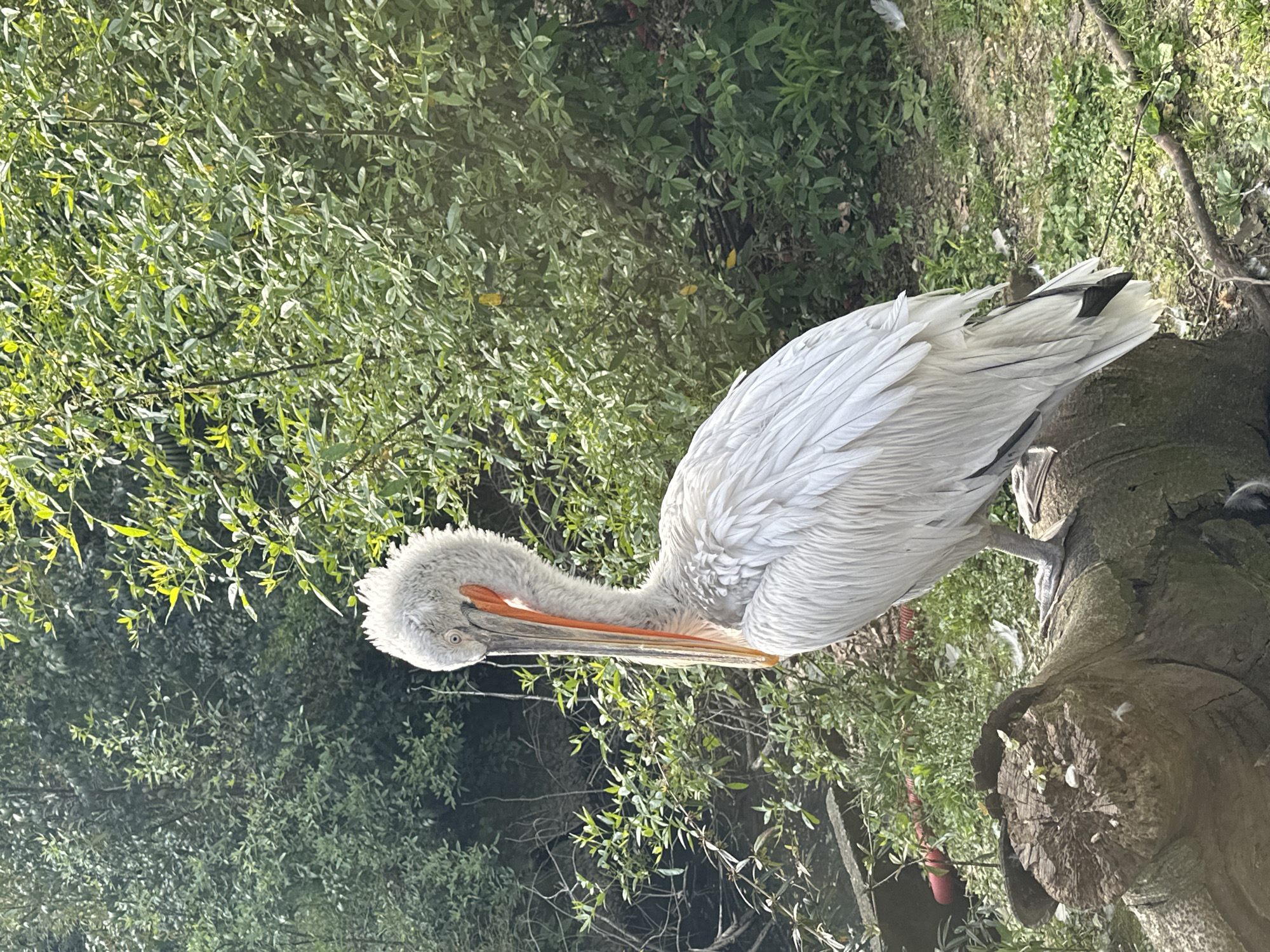 A large pelican is captured in a close-up, portrait-style shot within a lush, outdoor environment. The bird, distinguished by its white and grey feathers and prominent orange-yellow beak and gular pouch, is positioned on a cut tree trunk on the right side of the frame. Its neck is elegantly curved downwards, and its head is tilted, suggesting it is either preening its feathers or in a relaxed, resting posture. The bird's eye is visible, dark and alert.
The background is dominated by dense green foliage, comprising various leaves and branches, indicating a vibrant natural setting such as a park, zoo, or wildlife sanctuary. The lighting is bright and natural, consistent with a clear, sunny daytime, casting gentle illumination on the pelican's textured feathers and the surrounding vegetation. Small white feathers are scattered on and around the tree trunk, as well as on the ground beneath, hinting at the bird's activity. A small, partially obscured red object, possibly a feeder or part of an enclosure, is visible near the base of the tree trunk. The scene conveys a sense of tranquility and focuses solely on the bird in its habitat. There is no visible text in the image. The location is in Sochi, Russia.