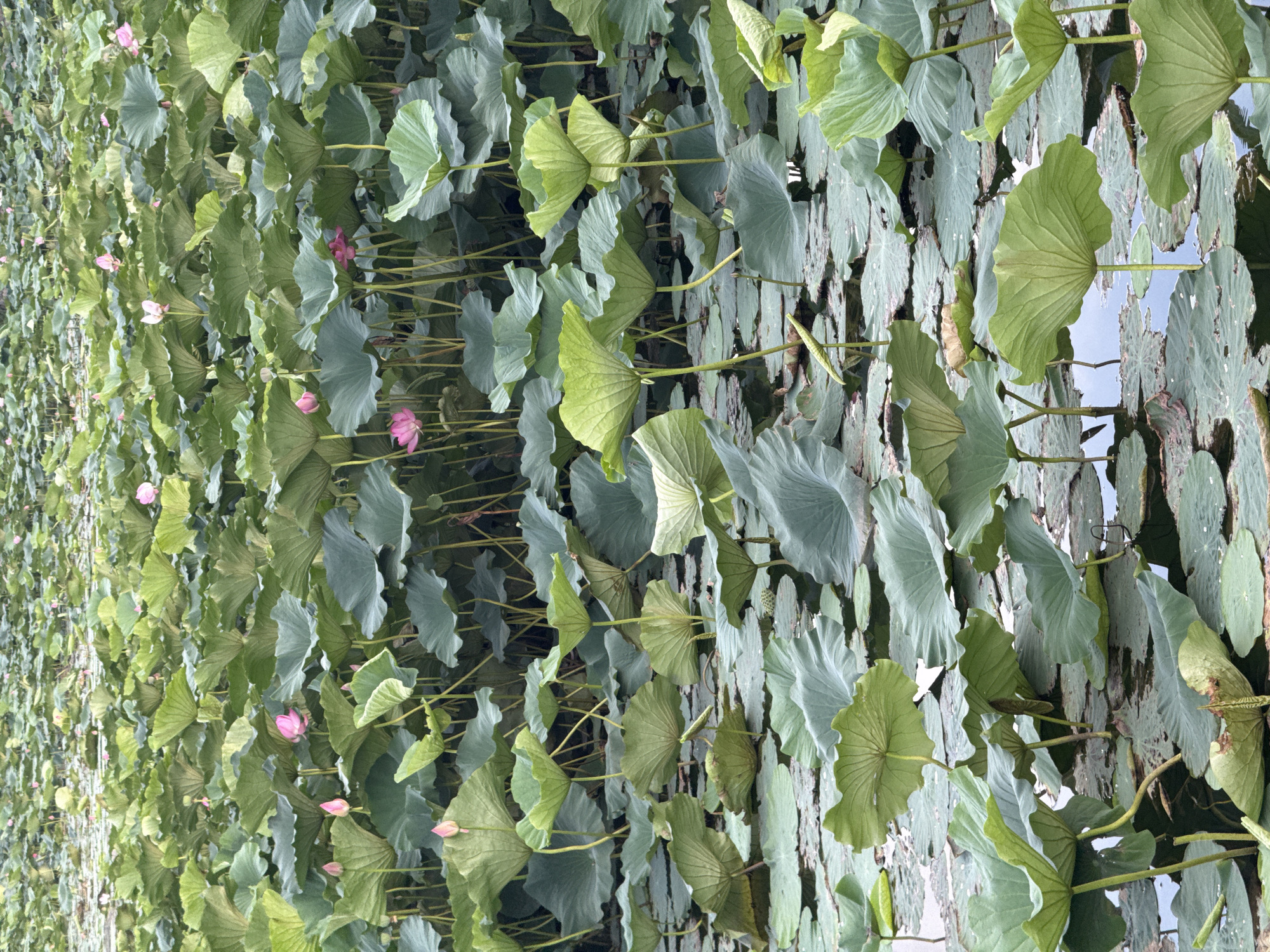 The image shows a dense expanse of lotus plants with large, green leaves floating on the surface of a body of water. Several pink lotus flowers are visible, some in full bloom and others as buds. The scene appears to be a lotus pond or a wetland area. The image is taken from a slightly elevated perspective, looking down into the lush greenery. The water is calm and reflects the sky and surrounding foliage. The overall impression is one of natural beauty and tranquility, characteristic of botanical gardens or natural water bodies.