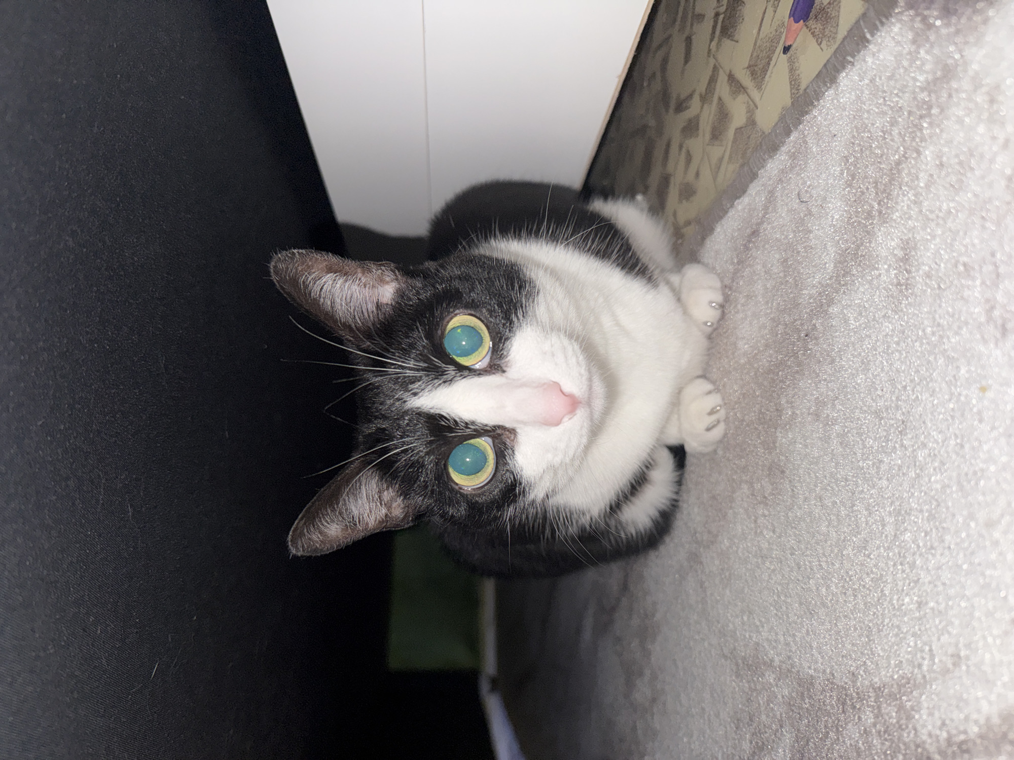 A close-up, high-angle shot features a tuxedo cat with striking blue-green eyes. The cat has a white face with a black patch on its head and black ears. The body appears to be a mix of black and white. The cat is sitting or lying on a light grey, soft surface, possibly a blanket or carpet. To the left of the cat is a dark, almost black surface, likely part of furniture or a wall. Above the cat, there's a white vertical surface, possibly the side of a cabinet or shelf. The location is assumed to be indoors. The background is slightly out of focus, but hints of a patterned wall can be seen above the grey surface. There is no indication of the location being Chaikovsky, Russia.
