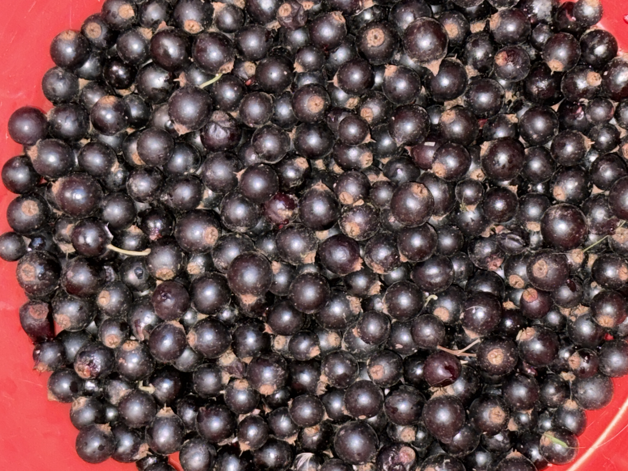 A close-up, overhead shot shows a large pile of fresh, dark purple-black currants filling a red plastic bowl. The currants are round and plump, with visible stems and dried remnants of flower calyces. Some of the berries have slight imperfections, like minor indentations or slightly shriveled skins. The surface of the bowl is visible along the bottom left edge. The image is taken in the city of Sosnovskoye, Russia.