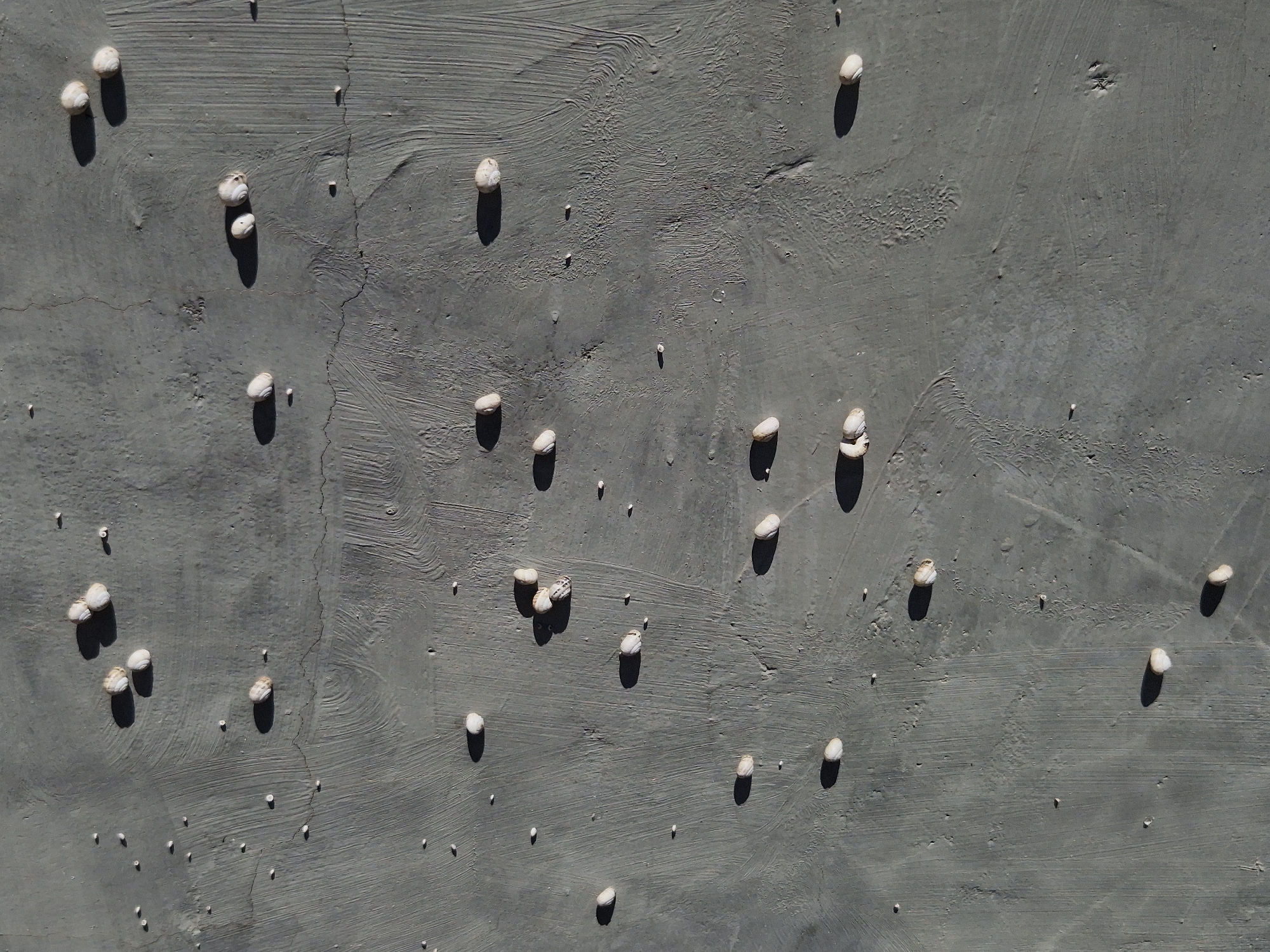 The image displays a section of a weathered, grey concrete wall, textured with visible brush strokes and a few faint cracks. Scattered across the surface are numerous small, white, oblong objects, resembling pebbles or dried animal droppings. These objects are varied in size and placement, casting distinct shadows due to direct overhead lighting. The overall impression is one of an outdoor urban surface, likely exposed to the elements. Given the context, this could be a wall in a public space within Taranto, Italy, where such textures and scattered debris are common.