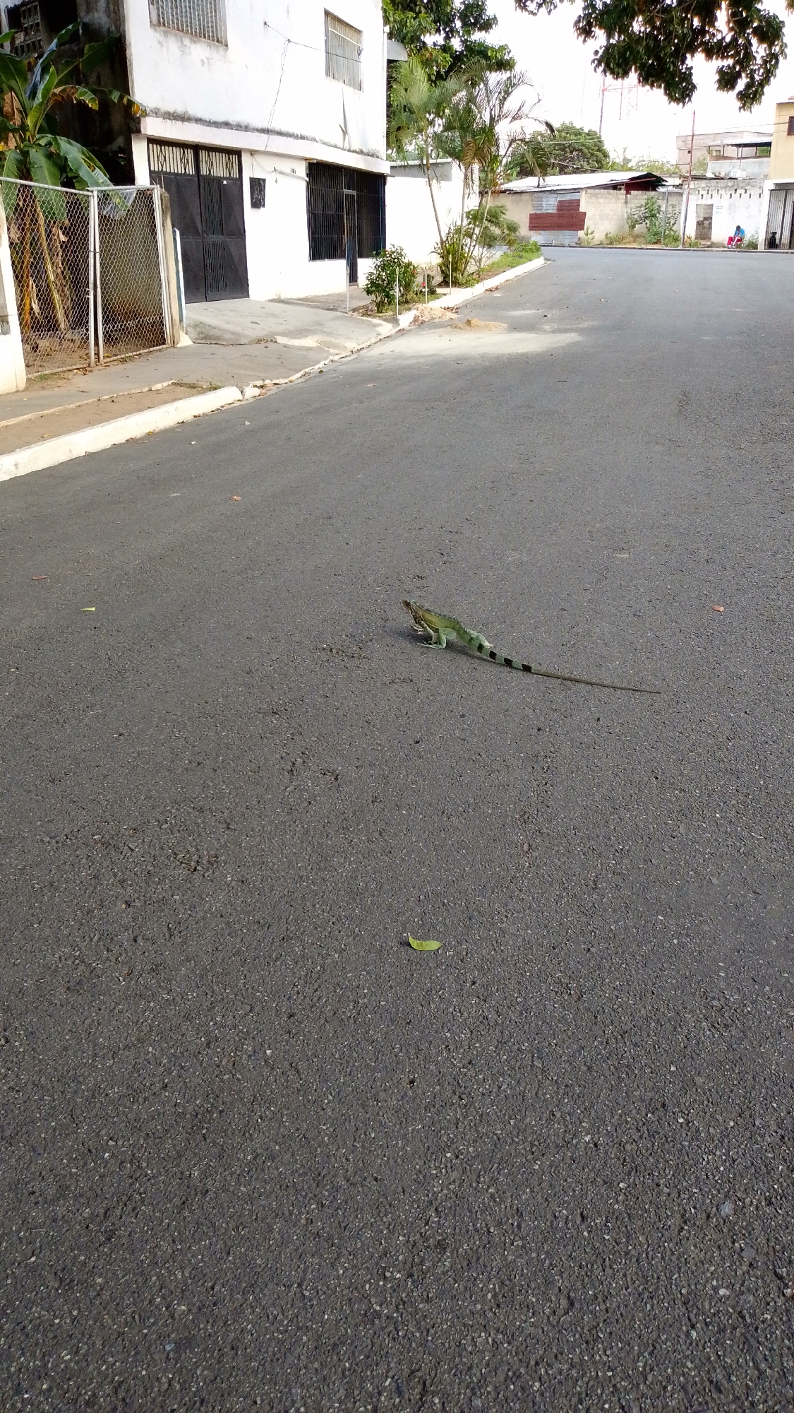 The image captures a green iguana, featuring a long, dark-banded tail, as it traverses an asphalt road in Tinaquillo, Venezuela. The lizard is positioned in the middle-right of the frame, appearing to be in motion or pausing mid-crossing on the dark grey pavement.
The setting suggests a residential or mixed-use urban environment. On the left side of the road, a two-story white building stands with dark metal gates and barred windows. A chain-link fence and lush green vegetation, including large banana-like plants, are visible adjacent to the building. Further down the street, additional buildings and smaller palm trees line a low white wall. The road itself is paved with asphalt, marked by a clear white curb on the left. A few small leaves are scattered across the road surface, with one prominent bright green leaf visible in the lower foreground.
The lighting indicates a clear, sunny daytime. No people are present in the scene, and no text is visible on any structures or objects. The image portrays a quiet moment of wildlife interacting with a human-modified landscape in a tropical or subtropical region.