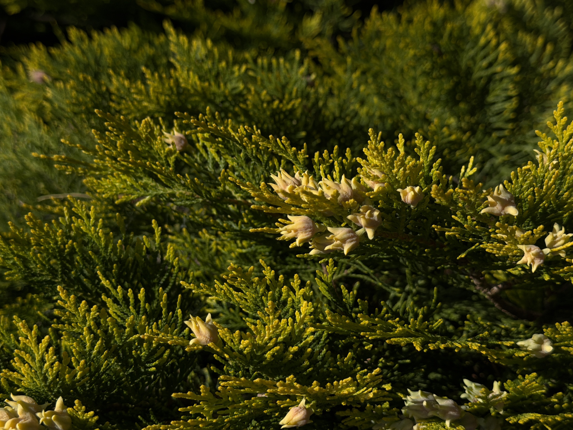 The image shows a close-up of a juniper bush. The foliage is a mix of green and yellow. There are cone-like structures growing on the branches. The lighting suggests it is daytime. The location of the image in the city of Palilula Urban Municipality, Serbia cannot be determined from the information provided.