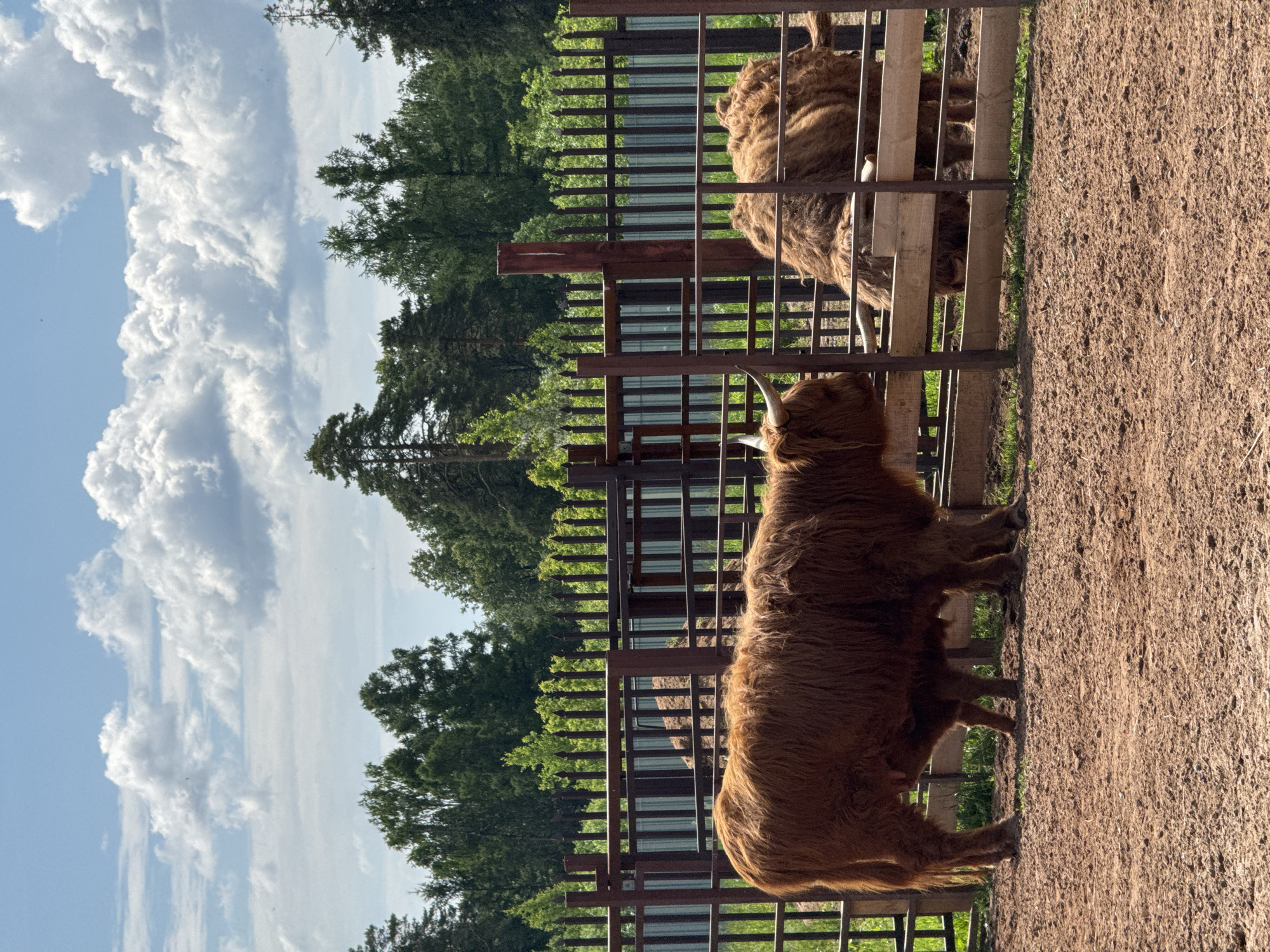 The image depicts an outdoor enclosure on a sunny day in the city of Izhevsk, Russia. In the foreground, the ground consists of dry, reddish-brown soil. Two large, shaggy, reddish-brown bovine animals, consistent with Highland cattle, are present within the enclosure. The animal on the left stands facing right, displaying prominent horns. A second animal on the right is partially obscured by a horizontal wooden barrier, with its head lowered, possibly foraging. A third, indistinct brown form is visible behind the metal fence on the left side of the enclosure. The enclosure is primarily defined by a dark brown metal fence with vertical bars, featuring pointed tops, extending across the midground. Behind this fence, a dense line of various green trees, including conifers and deciduous types, forms a wooded backdrop. The sky above is bright blue with numerous large, white cumulus clouds. No people are visible.