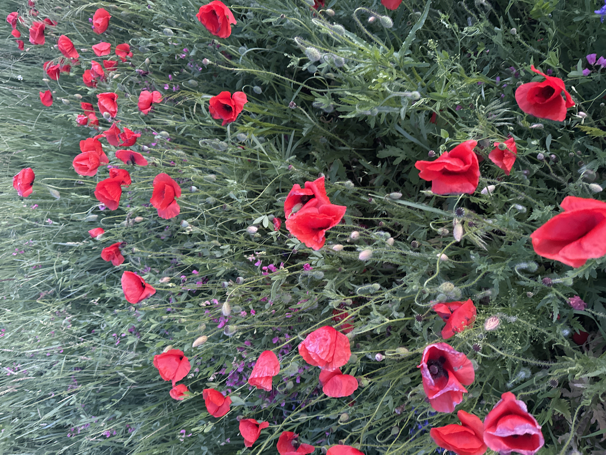 The image is a close-up, eye-level shot of a field of red poppies in Ustyvytsia, Ukraine. The poppies are in various stages of bloom, with some fully open and others still budding. They are interspersed with green foliage and smaller purple flowers. The lighting suggests it is daytime, possibly late afternoon, given the softness of the light and the presence of shadows. There are no people or animals visible in the image. The overall impression is of a natural, wild landscape.