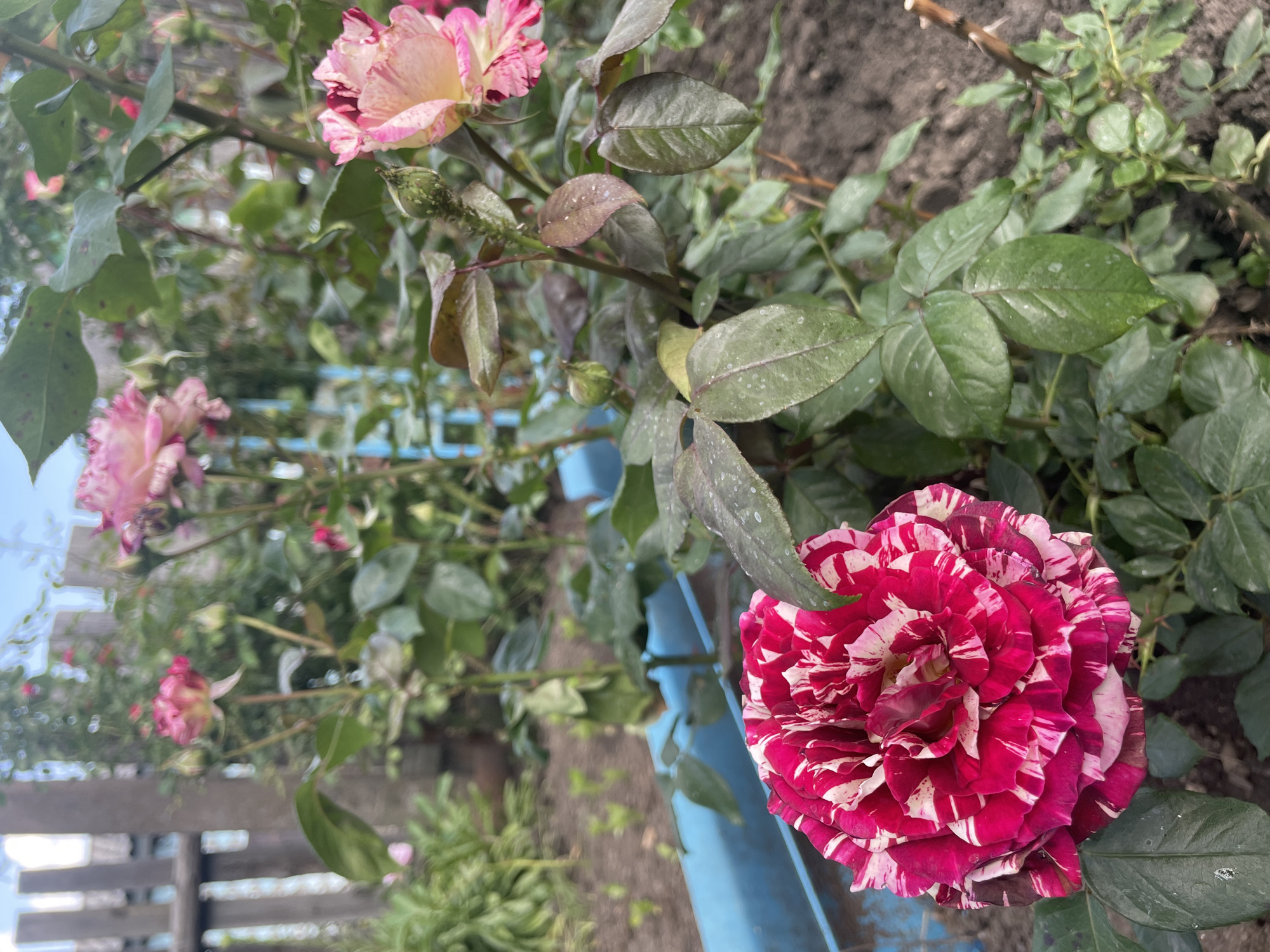 This is a vertically oriented photograph of a garden scene, located in Unknown, Unknown, primarily featuring rose bushes under natural daylight.
In the foreground, dominating the lower left quadrant, is a large, fully bloomed rose with petals variegated in deep fuchsia-red and distinct white stripes and splashes. Below and to the left of this rose, several dark green leaves are visible, some exhibiting small white specks, possibly water droplets or dust.
To the right and slightly behind the foreground rose, a rose bush with multiple stems and leaves extends upwards. On the right side of the frame, a lighter pink rose with subtle white streaking is partially bloomed. Adjacent to this pink rose, a green rose bud is visible, densely covered in a cluster of small green insects, consistent with aphids. Other leaves on this bush are dark green, some with a reddish tint, and many also show small white speckles.
Across the mid-ground, a bright blue, trough-like or pipe-like structure runs horizontally, partially obscured by foliage.
The background consists of a weathered wooden fence, visible on the left and center-left, with vertical planks and some gaps. Beyond the fence and the rose bushes, out-of-focus green foliage, including additional pink rose blooms, can be seen. A patch of light blue, overcast sky is visible at the top center. The ground at the base of the plants appears as dark, cultivated soil, with some very small green sprouts in the upper mid-ground. No individuals or animals are present in the frame.