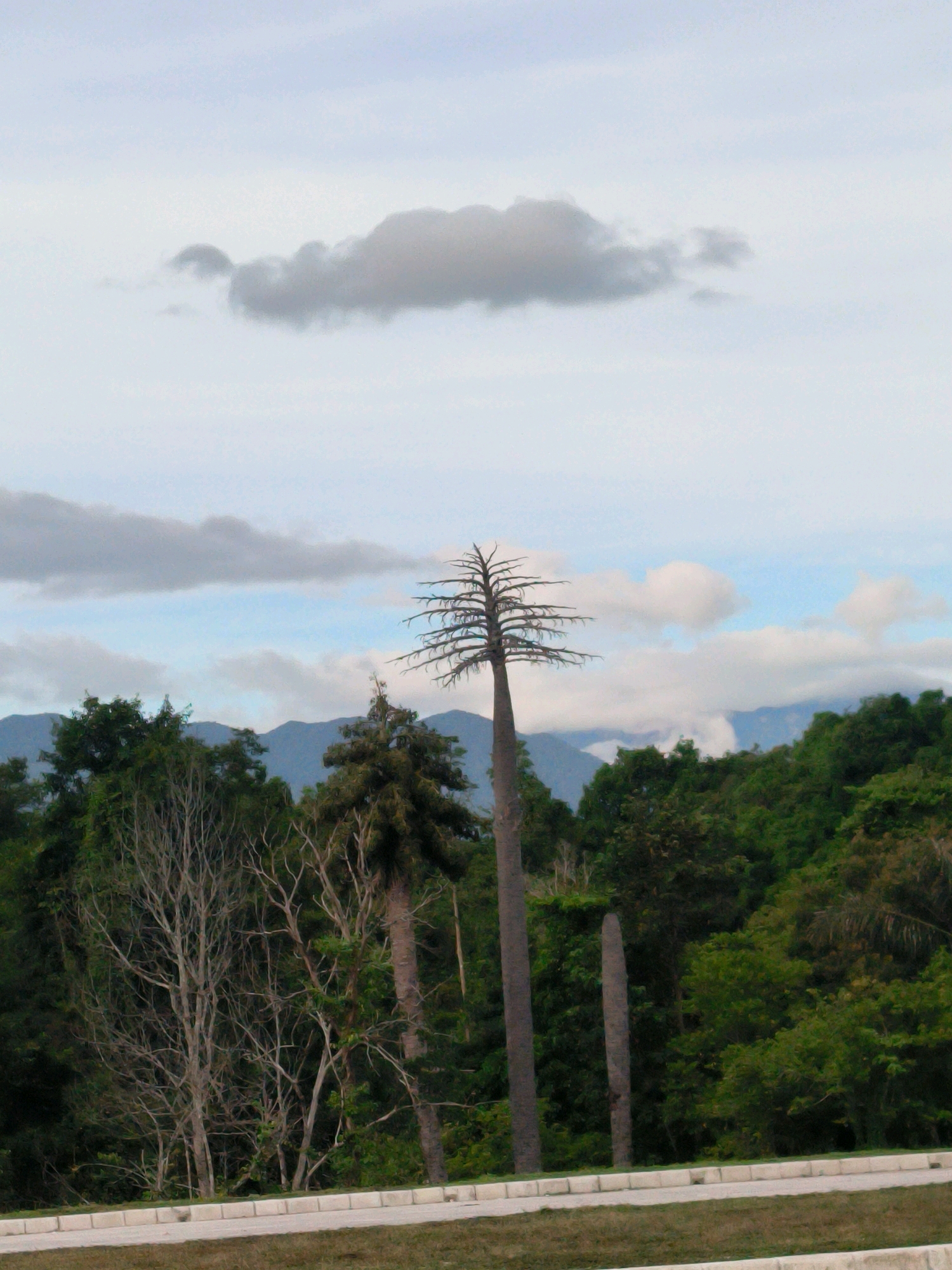 The image depicts a landscape scene with a cloudy sky. In the foreground, a paved area with a grass border is visible, suggesting a roadside or public space. Beyond this, a dense forest covers the lower half of the image, with various shades of green foliage. Several trees are prominent, including a tall, bare tree with sparse, twig-like branches in the center, and other trees with more foliage to its left and right. In the background, mountains are visible, partially obscured by the trees and clouds. The sky above is a mix of blue and grey clouds, with one prominent dark cloud formation in the upper portion of the frame. The overall scene suggests an outdoor environment with natural elements, possibly in a rural or semi-rural setting. The location in Keureuweungkrueng, Indonesia, implies a tropical or subtropical climate, consistent with the lush greenery and the type of cloud formations. There are no people or specific actions depicted.