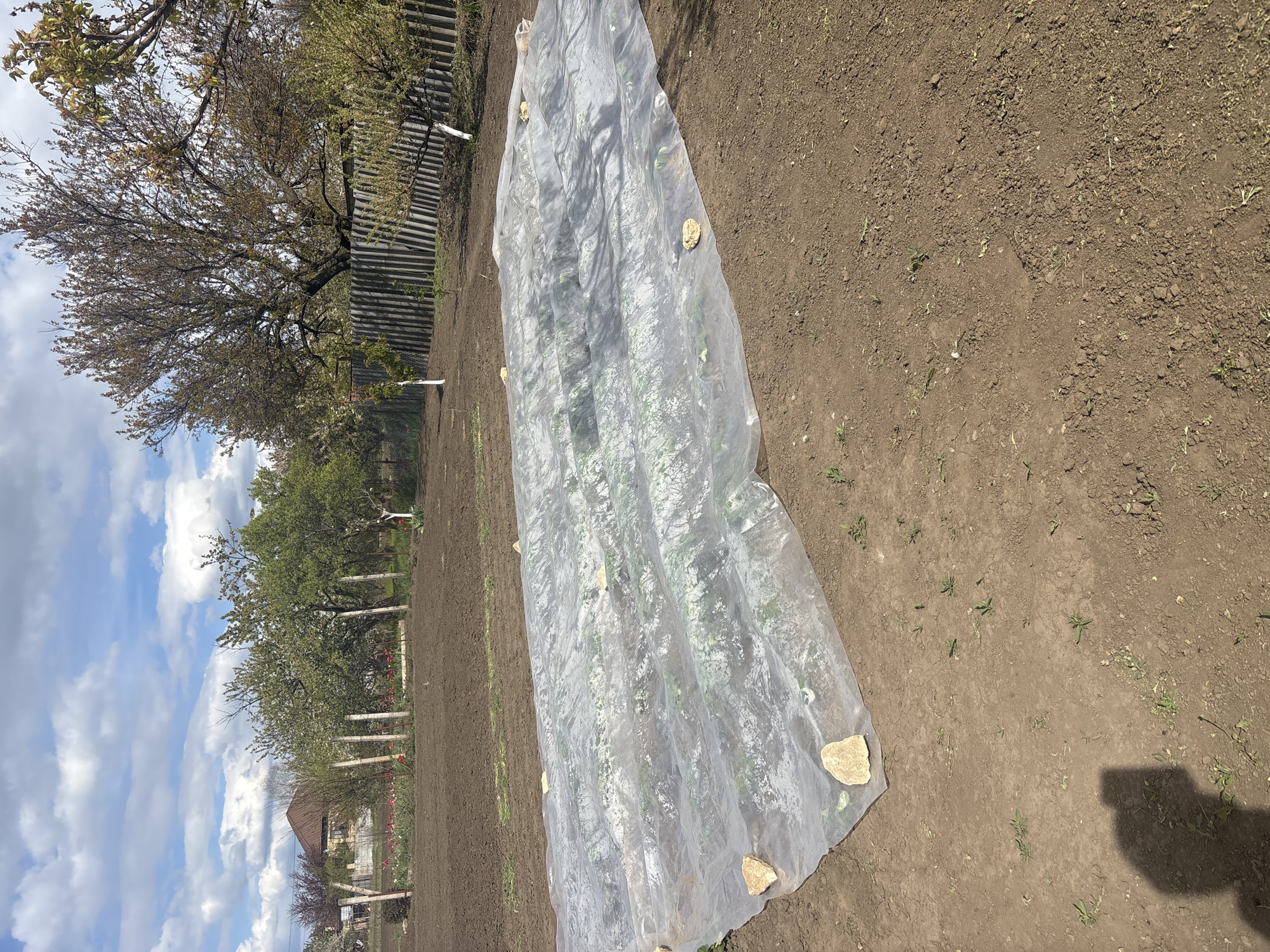 The image displays an outdoor garden scene captured in bright daylight, with the frame rotated 90 degrees clockwise. A long, translucent white plastic sheet or row cover lies diagonally across the center-right of the frame, covering a cultivated garden bed. Visible beneath the plastic are faint outlines of what appear to be young green plants or seedlings. Several irregular, yellowish-brown rocks are placed on the edges of the plastic, holding it down against the dark brown, tilled earth.
The surrounding ground is mostly bare, dark brown soil with some scattered small green sprouts of weeds or grass. To the left of the covered bed, in the mid-ground, there is more exposed brown earth.
In the background on the left side of the frame, a wooden fence runs horizontally. Behind the fence, several trees with light green, nascent spring foliage and some still bare branches are visible. Further in the distance, a house or building with a reddish-brown roof can be seen partially obscured by the trees. The sky above, filling the top-left portion of the frame, is bright blue with numerous fluffy white clouds, indicating a clear to partly cloudy day. A dark shadow, likely cast by the photographer or an unseen object, is visible on the bare earth in the bottom right corner. No visible text is present in the image. The scene suggests early spring agricultural activity, possibly protecting young plants from cool temperatures or pests.