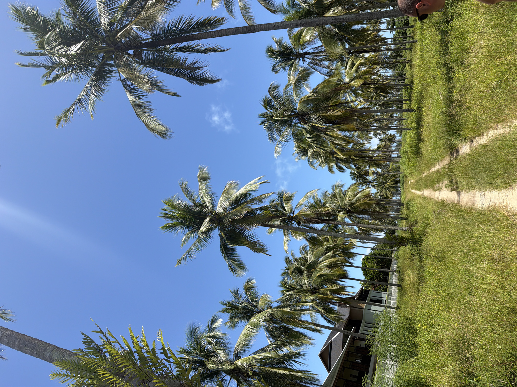 The image depicts a rural path lined with numerous palm trees under a clear blue sky. The path is unpaved, appearing to be made of sand or dirt, and is flanked by tall, green grass. Several buildings with dark roofs are visible on the left side of the image, set back from the path and partially obscured by foliage and palm trees. A person wearing sunglasses is partially visible in the lower right corner, facing away from the camera. The overall impression is a tropical or subtropical landscape, likely in a coastal or island setting, consistent with locations like Bang Muang, Thailand. The lighting suggests it is daytime with ample sunlight, indicated by the bright sky and some lens flare.