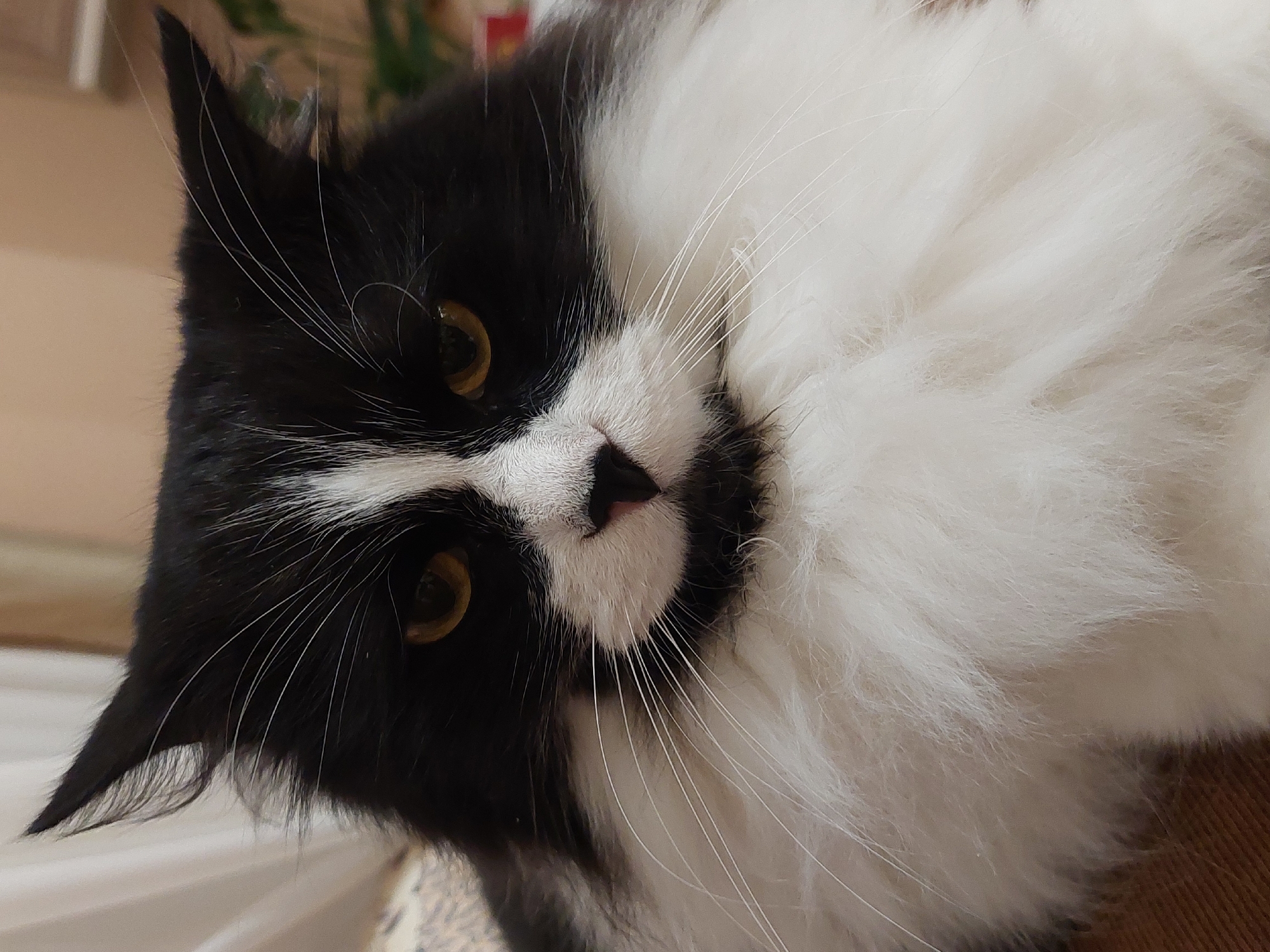This close-up portrait features a long-haired black and white cat, filling most of the frame in a slightly tilted orientation. The cat's face is distinctly marked with a split pattern: the left side of its face, including one ear and eye, is deep black, while the right side of its face and a large portion of its body is fluffy white. A narrow strip of white fur extends down its nose, which is a delicate pink.
The cat possesses striking yellow-gold eyes with narrow pupils, gazing directly and calmly towards the viewer. Its long, fine whiskers, primarily white, are prominent against both the black and white fur, adding to its expressive gaze. The fur texture is very soft and dense, particularly noticeable in the voluminous white sections, suggesting a plush coat. The left ear, visible in silhouette, is pointed and covered in black fur, with a few lighter wisps.
The background is softly blurred with warm, neutral tones, indicative of an indoor setting, possibly a piece of furniture like a sofa or bed. The lighting appears natural and soft, suggesting daytime. The cat's expression conveys a sense of calm curiosity and attentiveness. There is no visible text within the image. The location context provided for this image is Plovdiv, Bulgaria.