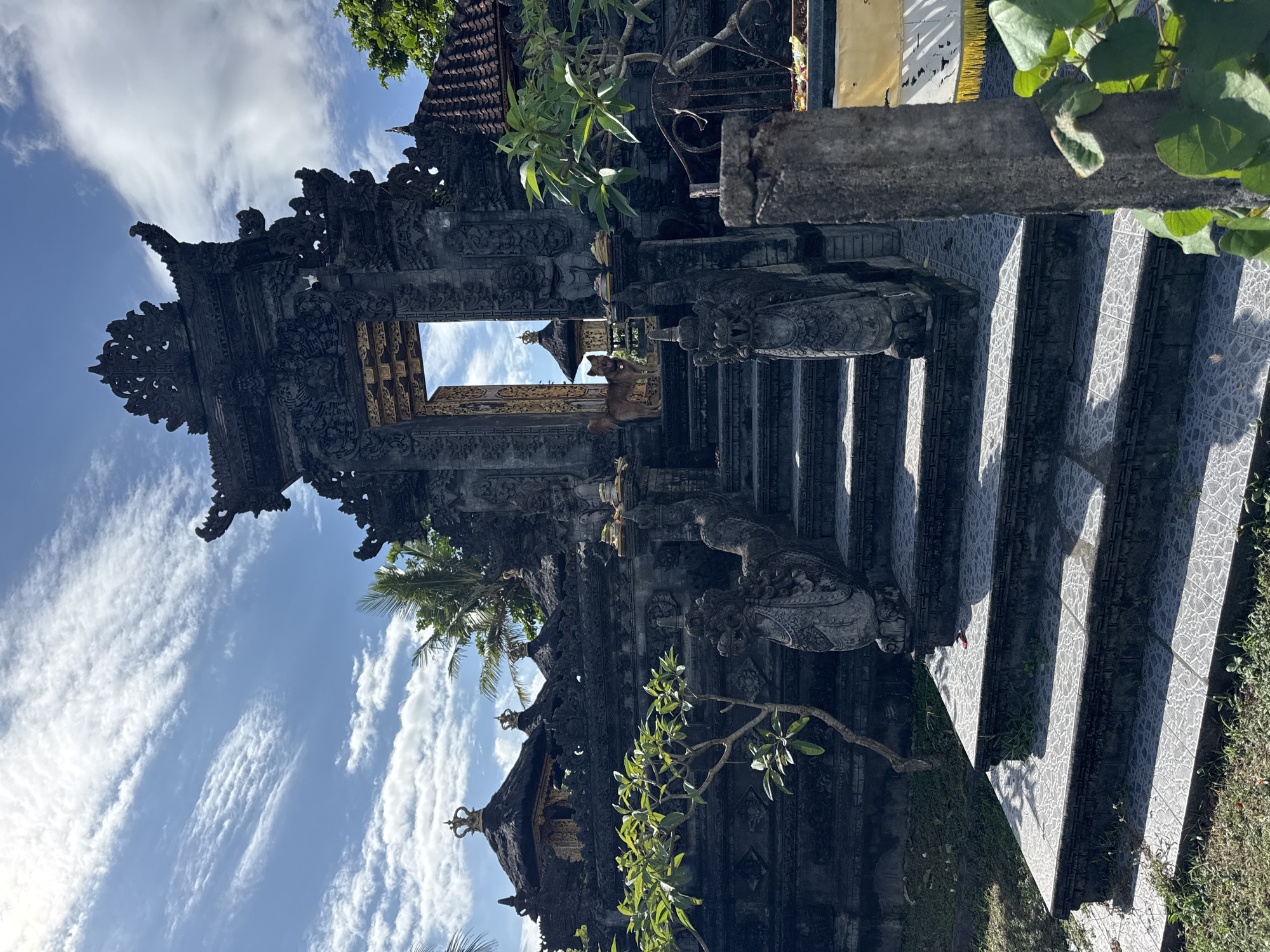 This vibrant, brightly lit photograph captures an ornate Balinese-style temple gate and complex, likely situated in Kediri, Indonesia. The image is presented rotated 90 degrees clockwise from its upright orientation.
The central subject is a grand, dark grey stone temple gate, characteristic of Balinese architecture, intricately carved with traditional motifs including mythical figures, floral patterns, and geometric designs. This elaborate structure features multiple tiers and spires, highlighting detailed craftsmanship. A wide staircase, paved with patterned grey tiles, leads up to and through the gate. Large, carved stone guardian statues flank the entrance on either side.
Through the open archway of the main gate, another ornate temple building with a dark, traditional roof and subtle gold accents is visible in the background. A medium-sized, light brown dog is seen standing on the steps within the gate's frame, looking towards the viewer, adding a touch of life to the scene.
Green tropical foliage, including trees and bushes, surrounds and frames the temple complex, providing a natural contrast to the dark stone. Some tree branches extend into the upper and lower portions of the frame. Sparse grass covers the ground beside the stairs.
The scene is bathed in bright sunlight, casting strong, distinct shadows across the steps and architectural elements, suggesting it is either mid-morning or early afternoon. The sky above is a clear, vivid blue with scattered white, wispy clouds, indicating fair weather. There is no visible text in the image. The overall impression is one of cultural richness, intricate artistry, and serene spirituality.