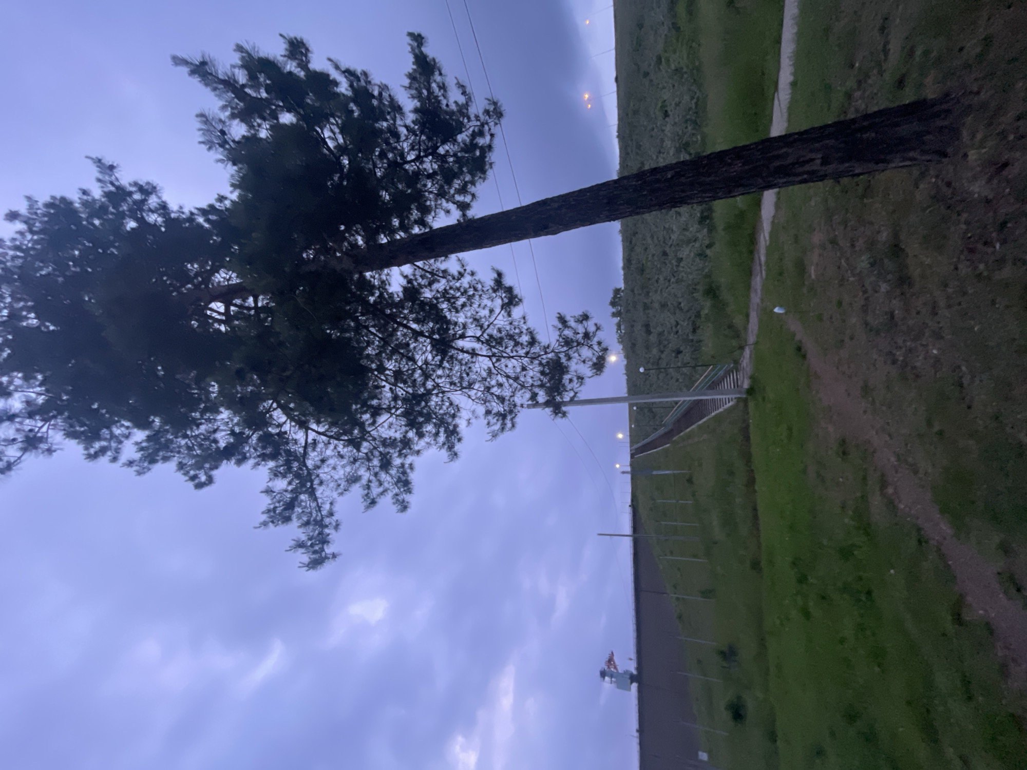 The image captures an outdoor scene at dusk or early night, located in the city of Unknown, Unknown. The sky dominates the upper portion, exhibiting a deep blue-violet color with diffused, scattered clouds.
A prominent, large tree with a thick, dark trunk leans diagonally from the lower right toward the upper left. Its branches, covered in dense, dark green needle-like foliage, extend across the upper right and central portions of the frame.
In the mid-ground, an extensive, dark-colored structure, resembling a dam or a large retaining wall, stretches horizontally across the scene. A crane-like mechanism with reddish-orange components is visible atop this structure on the left side.
An upward-sloping grassy embankment occupies the central and right mid-ground. Evenly spaced, slender poles are anchored along its slope. A long set of stairs with green handrails ascends the embankment on the right, leading towards an illuminated area at the top where several artificial lights are visible. Additional streetlights with warm orange glows are present along the top edge of the embankment further to the right.
The foreground consists of green grass and a winding dirt path. A segment of a paved path is also visible in the mid-left foreground. A single white object, possibly litter, rests on the ground near the dirt path in the mid-left. A solitary lamppost, emitting a soft light, stands near the paved path on the left. No individuals or discernable activities are depicted.