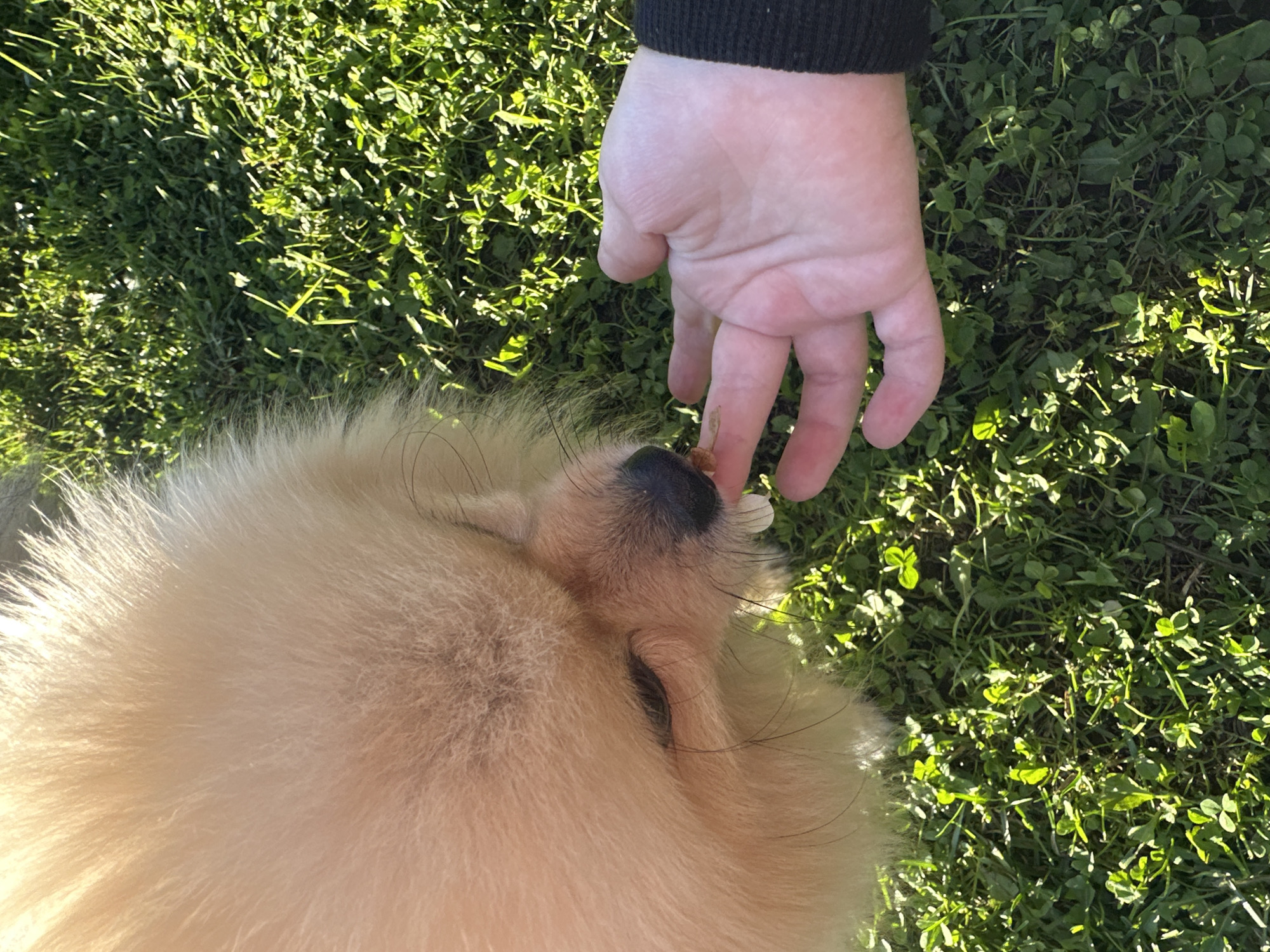 An outdoor medium shot captures a light-colored Pomeranian dog with its head tilted down, accepting a treat from a human hand. The dog's fur is fluffy and light orange, and its eyes are partially closed. The human hand, with a black sleeve visible on the wrist, extends a small, light-colored treat towards the dog's snout. The scene is set on a patch of green grass, dappled with sunlight, suggesting a park or garden setting. The location is the city of Galewo, Russia.