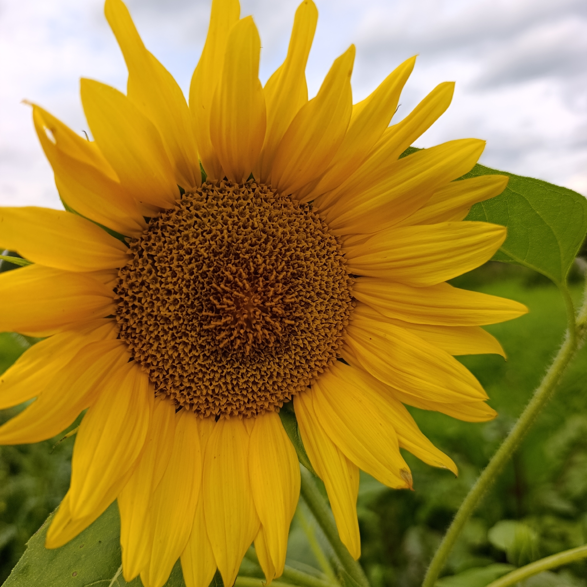 A close-up, eye-level, outdoor, medium shot features a vibrant yellow sunflower with its petals facing the viewer. The sunflower's center is a mass of small, dark brown florets. The background is blurred, showing green foliage and a cloudy sky. The image was captured on a sunny day in Dubovaya, Russia.
