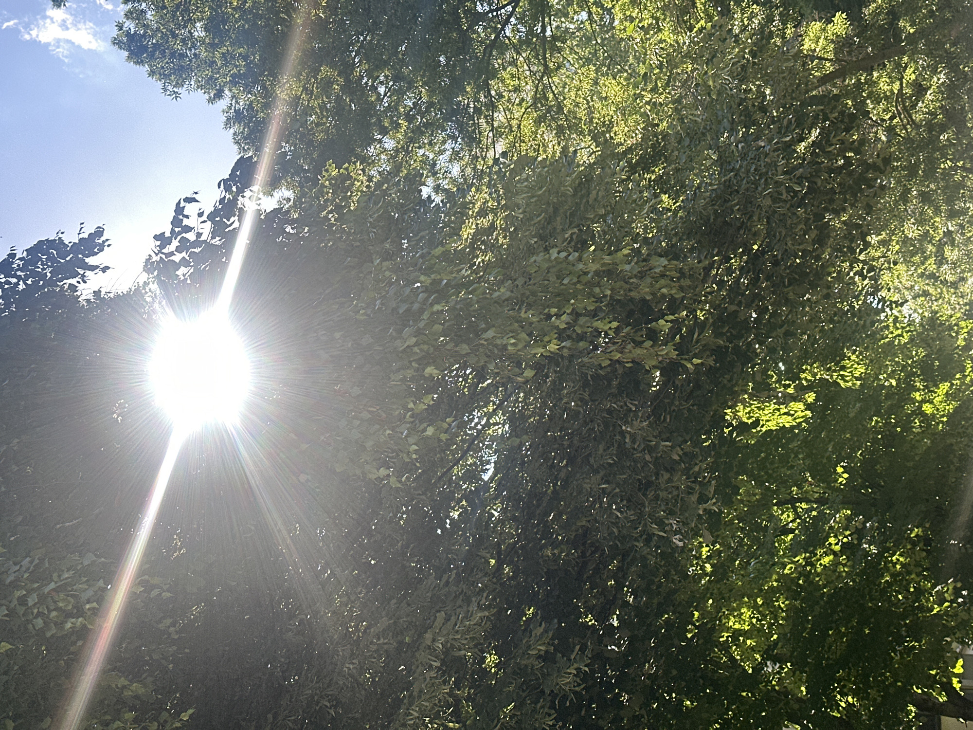 The image shows a sunburst effect from the sun shining through the leaves of trees. The sun is bright and in the upper left quadrant of the image, with rays extending outwards. The trees are lush and green, with sunlight filtering through the foliage, creating areas of light and shadow. The sky above is a clear blue with a few wispy clouds. The scene appears to be outdoors, likely in a park or a residential area with mature trees. There are no people or specific landmarks visible to indicate a precise location.
