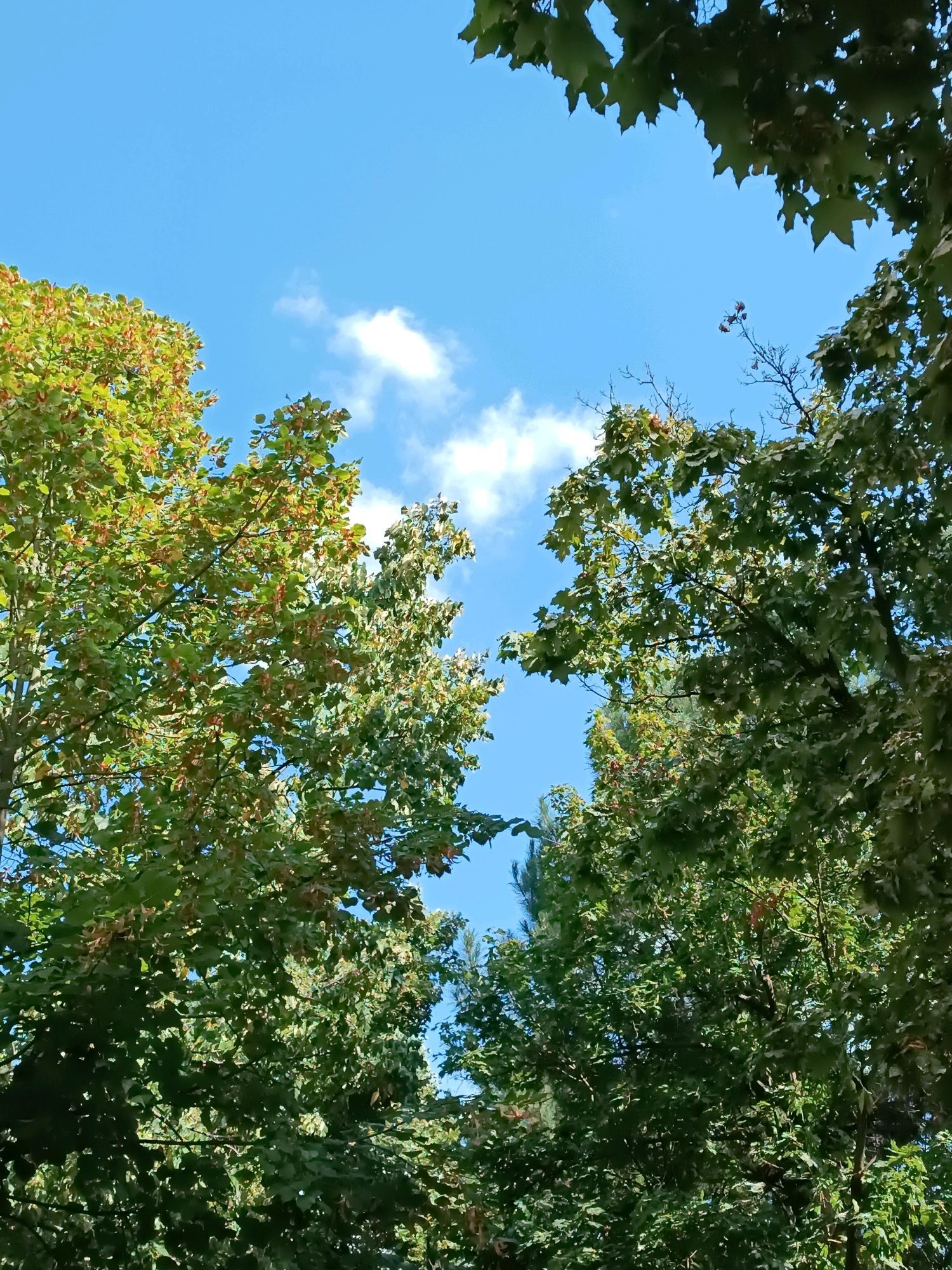 The image captures a view looking upwards through the canopies of trees towards a bright blue sky with scattered white clouds. The foliage is lush and green, with some leaves showing hints of autumn colors, suggesting the season is late summer or early autumn. The trees appear to be a mix of deciduous types, possibly maples or lindens, given the shape of some visible leaves and what appear to be seed pods. The sun is casting light through the leaves, creating a dappled effect. The scene is outdoors, likely in a park or a wooded area within the city of Chișinău, Moldova, given the context provided. There are no people or specific identifiable landmarks present in the image, focusing solely on the natural elements of trees and sky.