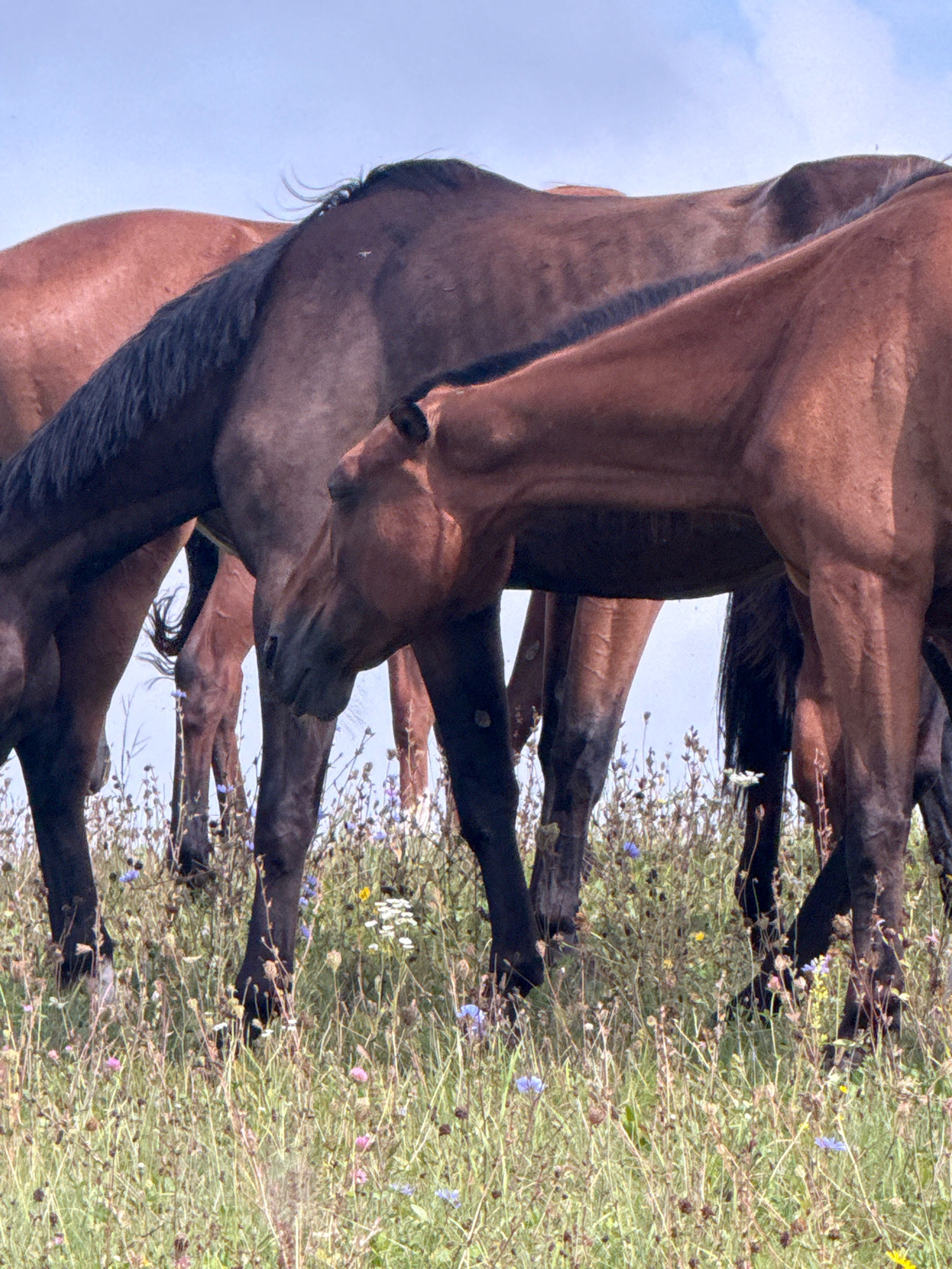In Galinė, Lithuania, a close-up shot captures the lower bodies and legs of several brown horses grazing in a field of tall grass and wildflowers under a clear sky. The horses are standing close together, with their heads down, suggesting they are actively feeding. The foreground is dominated by the textured green and brown foliage, interspersed with small blue, white, and pink flowers. The horses' legs are visible down to their hooves, with some showing dappled markings. The overall impression is one of a pastoral scene.