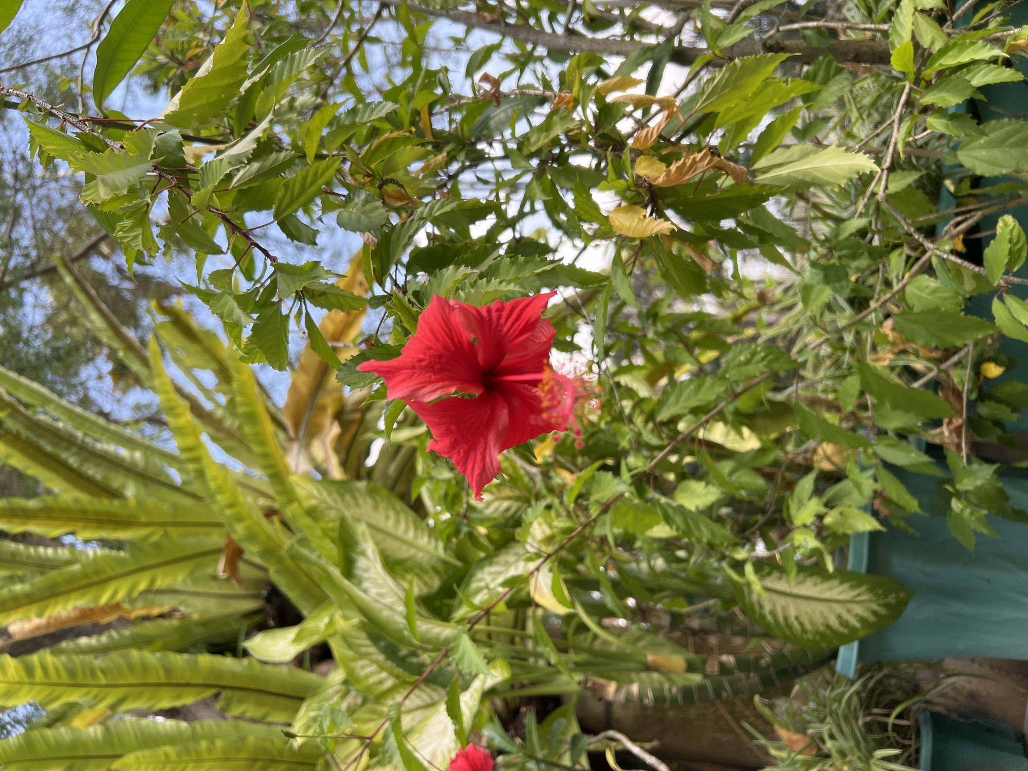 In Ngaglik, Indonesia, a vibrant red hibiscus flower is captured in focus, its delicate petals unfurling against a backdrop of lush green foliage. The flower, with its prominent stamen tipped with yellow, hangs from a slender branch, appearing to sway gently in the breeze. Surrounding the hibiscus, various other plants create a dense, verdant environment. To the left, a broad-leafed plant with variegated green and cream patterns is partially visible, while in the background, large, feathery fronds of a fern or similar plant reach upwards. The scene is set outdoors, with the bright sky visible through the leaves, suggesting a sunny day. The plants are housed in teal-colored planters, hinting at a cultivated garden or potted plant arrangement.