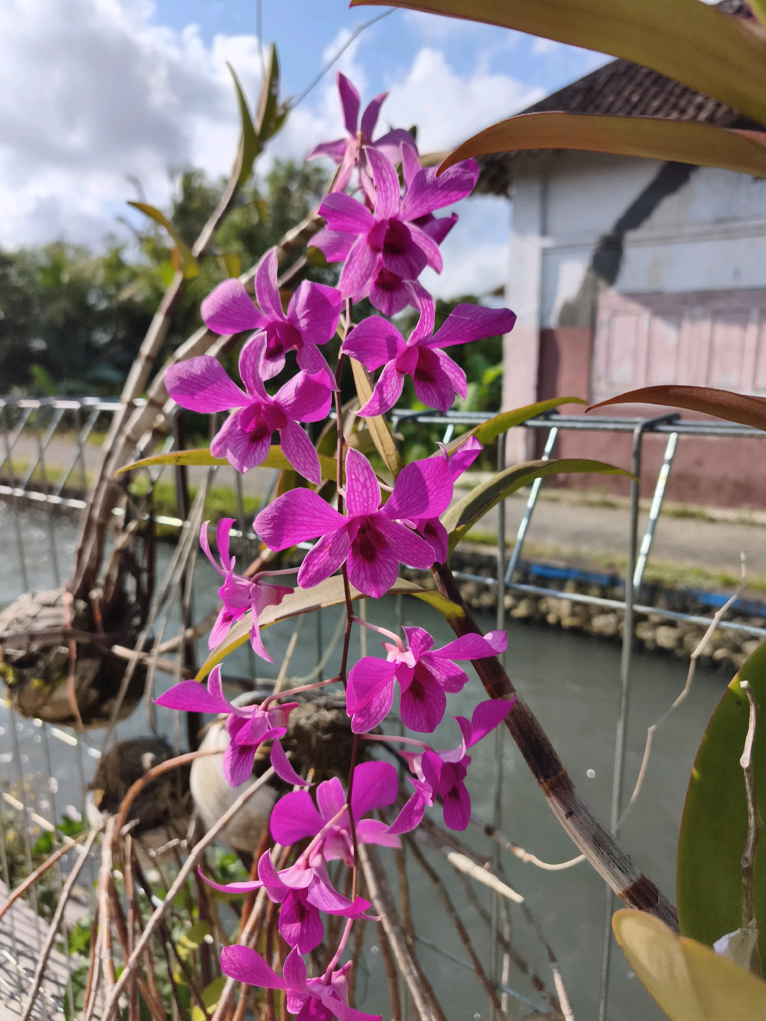 In Kaligondo, Indonesia, a cluster of vibrant pink orchids hangs in focus against a slightly blurred background. The flowers, with their delicate petals and intricate patterns, are the primary subject. Behind them, a body of water, likely a canal or river, is visible, bordered by a metal fence. Beyond the fence, a building with a tiled roof and a pinkish-white facade stands under a bright blue sky dotted with white clouds. Green foliage and tree branches are interspersed throughout the scene. The lighting suggests it is daytime, with the sun casting shadows and highlighting the textures of the flowers and leaves. The overall impression is one of natural beauty set within a semi-urban or rural Indonesian environment.
