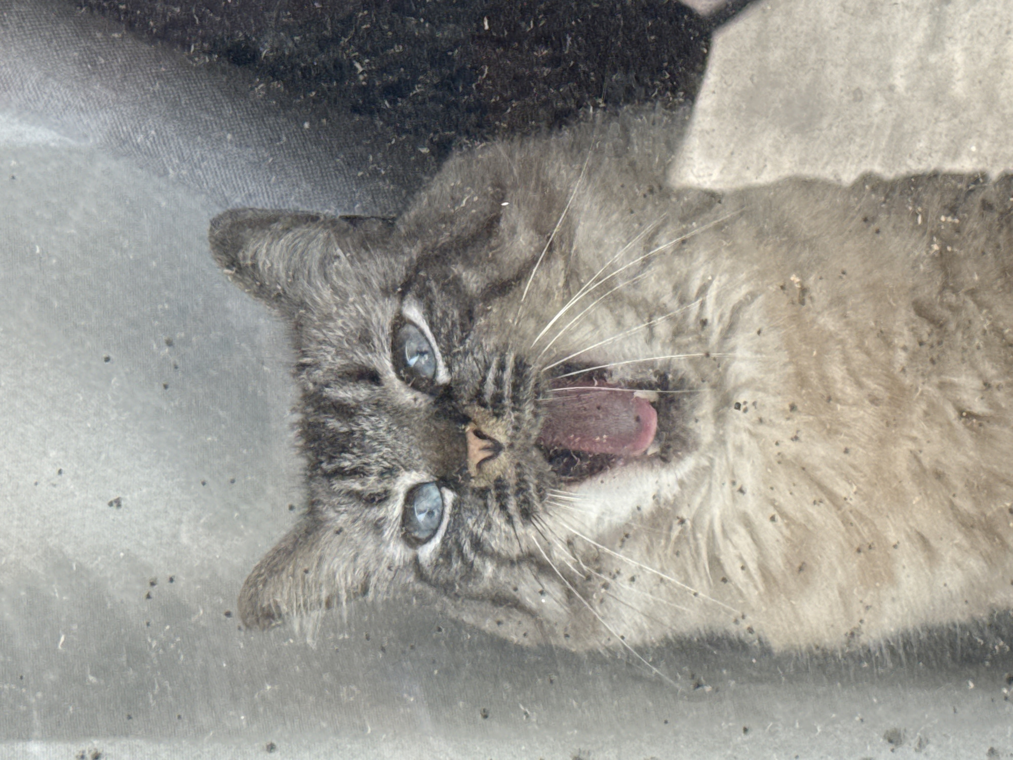 A light-colored tabby cat with striking blue eyes is seen yawning. The cat's mouth is wide open, revealing its tongue. The cat is lying on a gray surface with dark specks scattered across it, possibly dirt or debris. The surroundings are somewhat obscured, but the cat appears to be indoors. The location details are not discernible from the image.