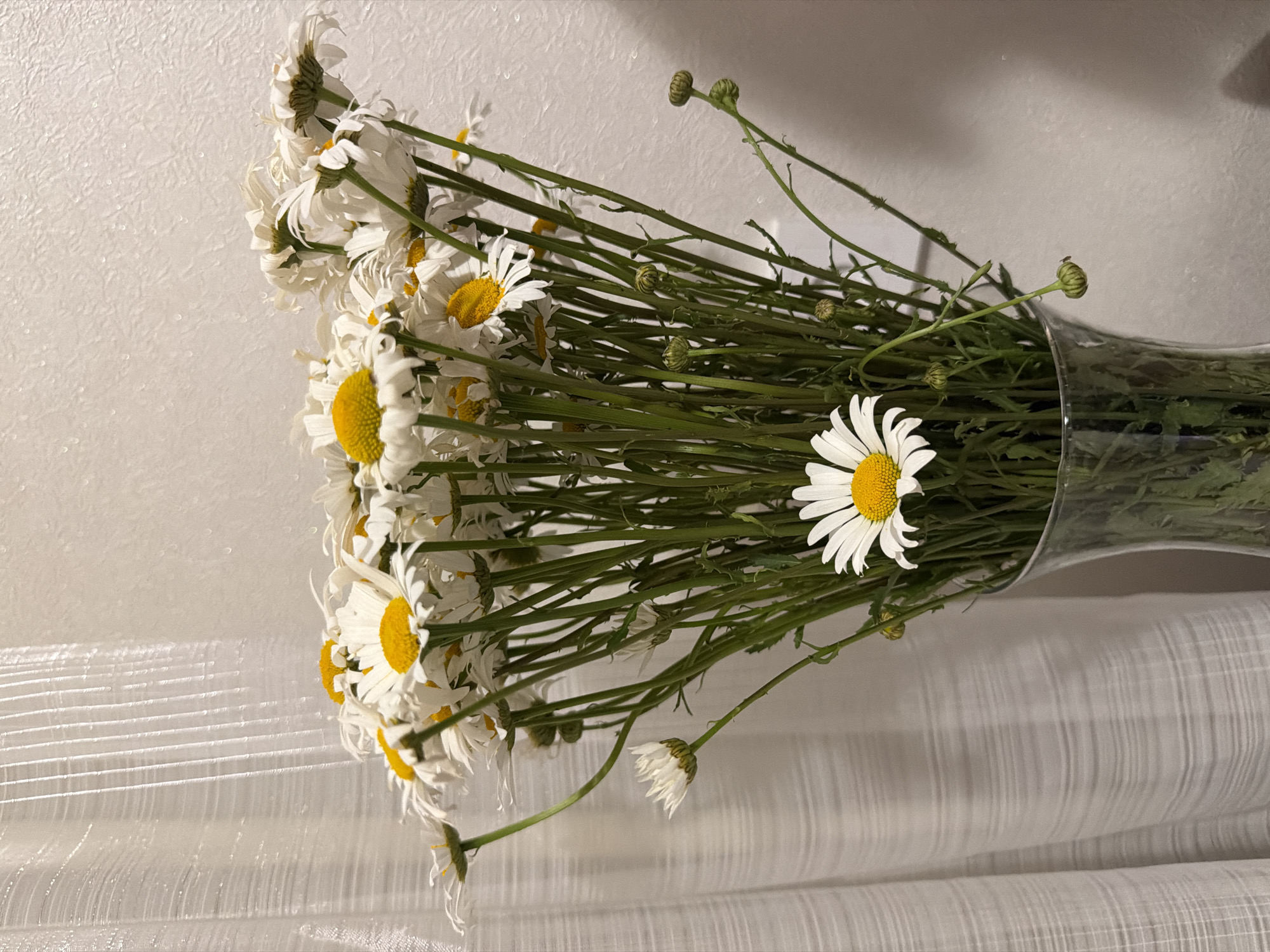 A close-up, vertical, eye-level shot captures a large bouquet of white daisies with yellow centers, arranged in a clear glass vase. The daisies are predominantly white with bright yellow centers, and their stems are a vibrant green. Several buds are also visible, some closed and green, while others are starting to open. The flowers are arranged densely, creating a full and lush display.
Behind the flowers, a textured, light-colored wall is visible, and to the left, a white, sheer curtain with vertical stripes adds a soft, diffused background element. The lighting appears to be ambient, casting subtle shadows. The overall impression is one of natural beauty and simplicity.
The location is stated to be in the city of Sukhodol, Russia, implying this is an indoor setting within a residence or establishment. No people or specific actions are depicted.