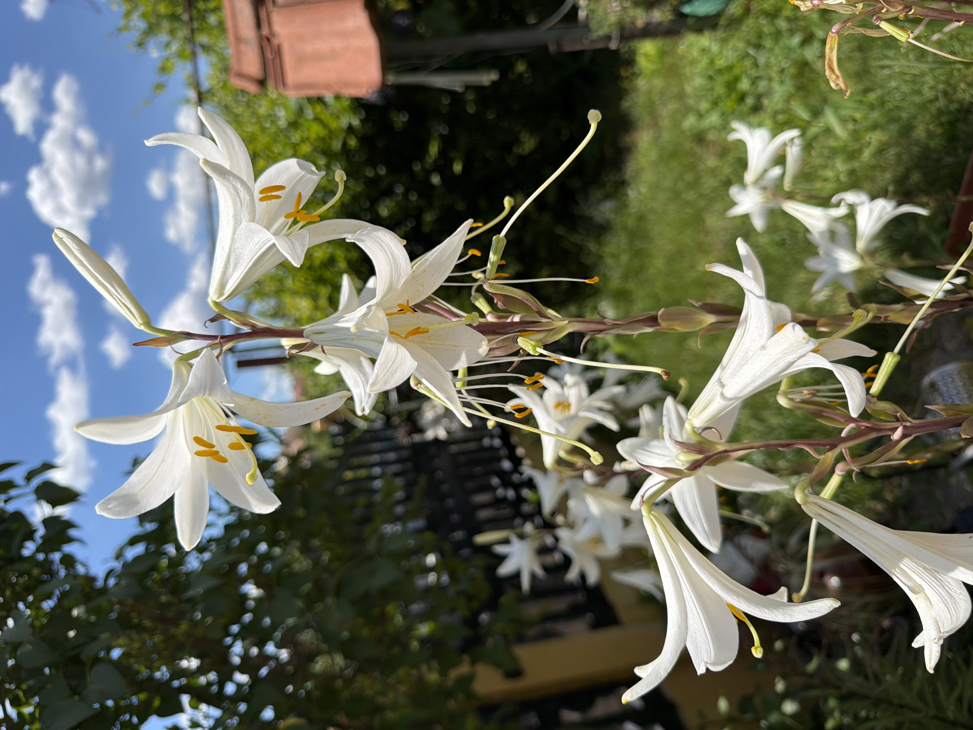 In the city of Rusokastro, Bulgaria, a close-up, eye-level, outdoor shot captures a cluster of white lilies against a backdrop of a fence, trees, and a blue sky with white clouds. The flowers, with their prominent stamens and pistils, are the primary subject, with some petals delicately curled. The lighting suggests a sunny day, casting soft shadows and highlighting the textures of the flowers and foliage. The scene is one of natural beauty, set in a domestic or garden environment.