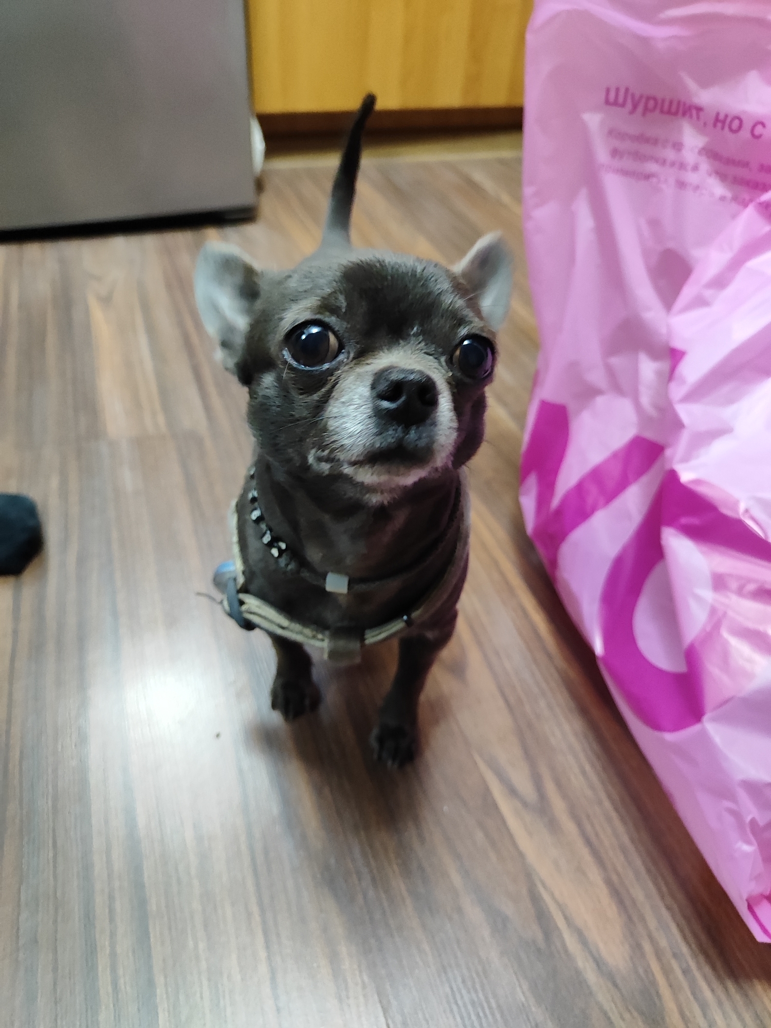 A small, dark-colored Chihuahua dog is standing on a wooden floor. The dog is facing the camera and appears alert. It is wearing a dark collar with some decorative beads. To the right of the dog is a large, crinkled, bright pink plastic bag with some text in Russian on it. In the background, there is a grey appliance and a yellow wall. The lighting suggests an indoor environment. This scene is not recognizable as a specific location in Almaty, Kazakhstan, and provides no clues as to its location.