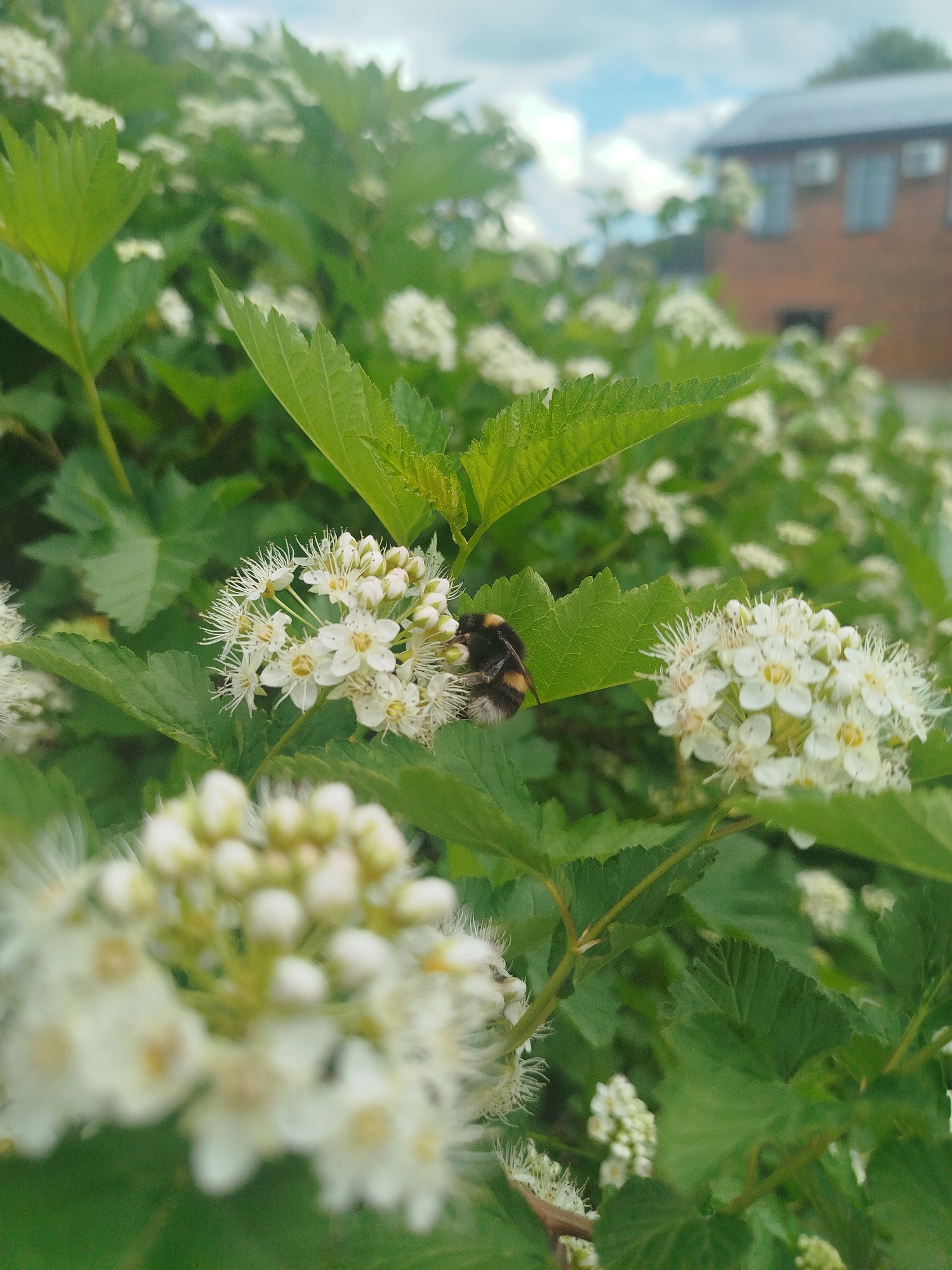 A close-up captures a bumblebee nestled amongst a cluster of white flowers with green foliage. The bee's body is marked by a pattern of black and yellow bands. The building in the background is made of red brick and has a flat roof, there are two windows with visible air conditioning units. The location is a city, but the city name is unknown.