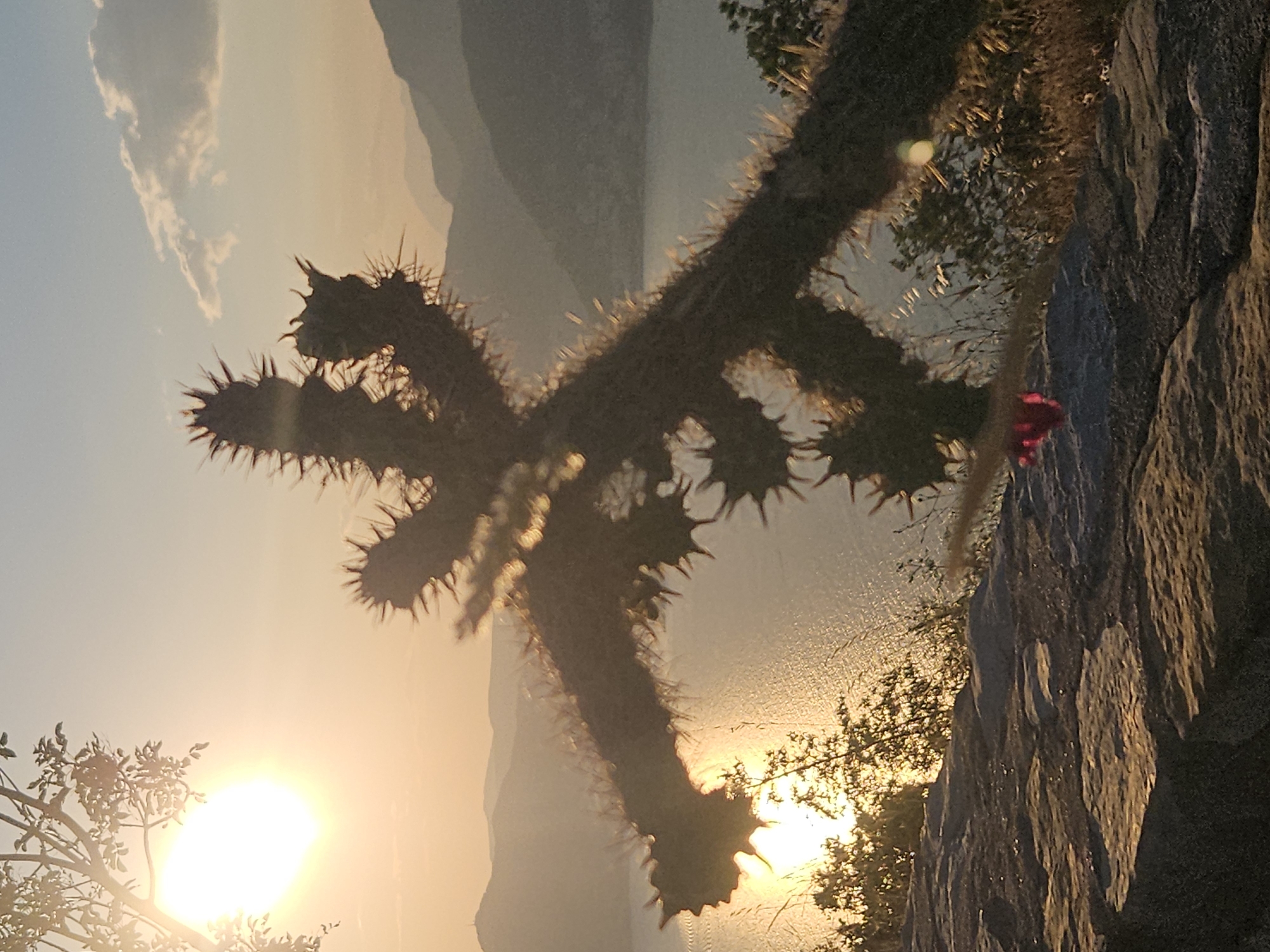 The image depicts a silhouetted cactus in the foreground, against a backdrop of a serene body of water, distant hazy mountains, and a luminous sunset sky. The sun, a bright orb, is partially obscured by the branches of a tree on the left side of the frame, casting a warm, golden glow over the scene. The cactus, with its sharp spines, is positioned in the center and extends diagonally across the image, its form accentuated by the backlighting. The water surface is rippled, reflecting the soft light of the setting sun. In the distance, layers of mountains fade into a pale blue haze. The ground in the foreground is composed of rough, uneven stones, suggesting a rugged terrain. A small cluster of bright pink petals is visible on the stone surface near the bottom right, adding a subtle touch of color to the otherwise muted palette. The overall atmosphere is tranquil and picturesque, capturing a moment of natural beauty at dusk. The scene is likely set in Sveti Stefan, Montenegro, given the characteristic coastal landscape with its mountainous terrain and clear waters. There are no people or animals visible in the image.
