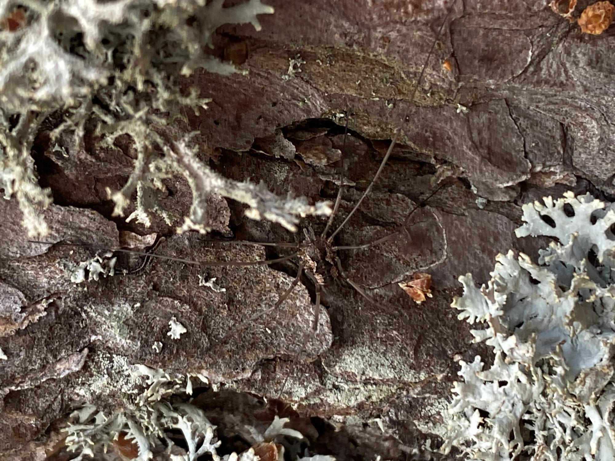 A close-up, detailed, full-frame, eye-level shot captures the textured bark of a tree, adorned with lichen and a harvestman. The bark displays a rough, reddish-brown surface with deep fissures and patches of green and gray lichen. A harvestman, a small arachnid with long, thin legs and a compact body, is positioned on the bark. Its legs are spread out, and its body is dark brown. The overall environment is natural, with no discernible urban elements or signs of human activity. The image does not provide information about the specific location within Baltiiskoe, Russia, beyond suggesting a natural outdoor setting.
