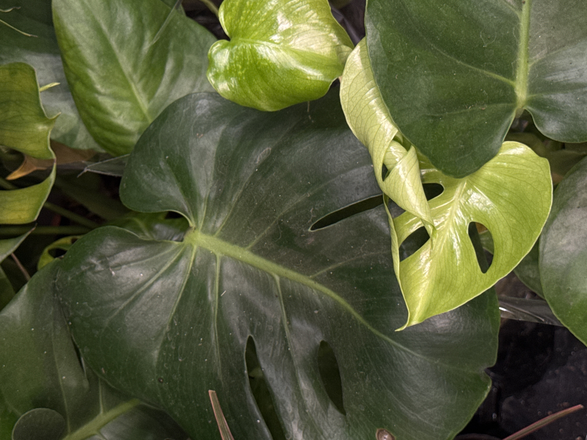 This media file is a close-up, overhead shot of several large, green leaves of a Monstera plant. The leaves vary in their shade of green, from a deep, mature green to a brighter, lighter green on a new, unfurling leaf on the right side of the frame. The new leaf is curled and has visible fenestrations (holes), characteristic of the Monstera species. Some of the older leaves also display these fenestrations. The surface of the leaves appears slightly glossy, and some fine dust particles are visible on the darker leaves. The background is dark and out of focus, suggesting the plant is in a dimly lit environment or the focus is entirely on the leaves. There are no people, animals, or explicit location cues within the frame itself, other than the context provided that the location is Rozhdestvenskaya, Russia, which is external to the visual content of the image. The scene is static, focusing solely on the botanical subject matter. No text is visible in the image.