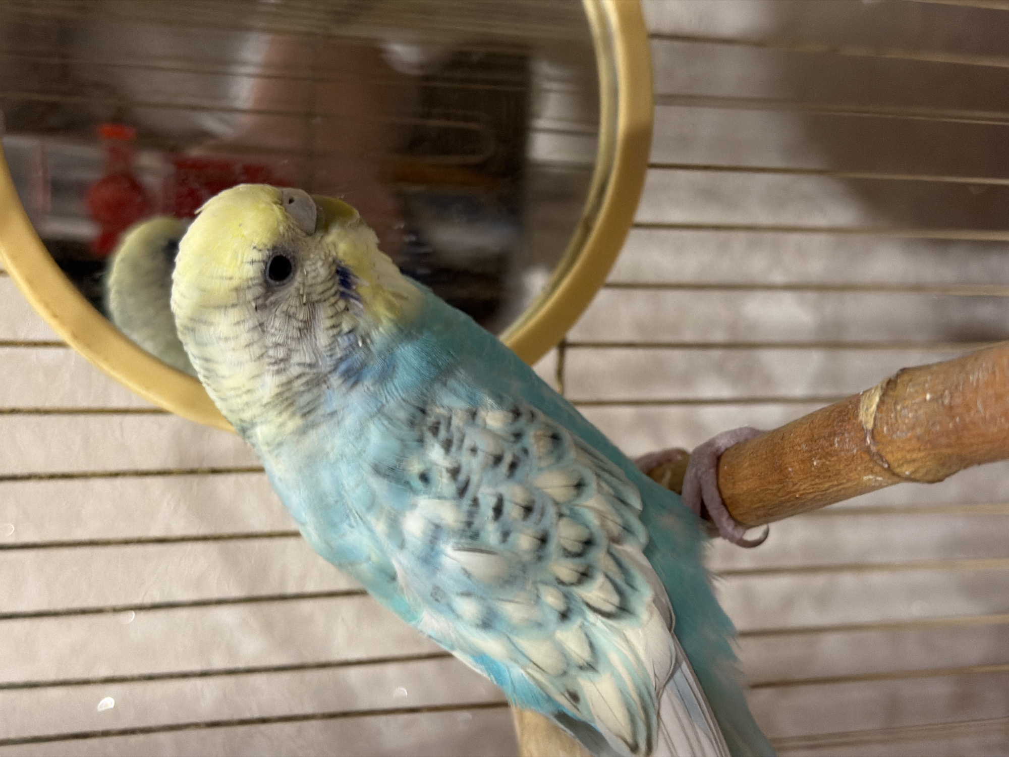 A budgerigar is perched on a wooden dowel inside a cage. The bird is predominantly blue and yellow with black and white markings on its wings. A round mirror with a yellow frame is positioned behind the bird, reflecting a distorted image of the bird and its surroundings. The cage bars are visible throughout the image, and the background appears to be a textured, light-colored surface. The image was taken indoors, with the lighting source causing some glare on the cage bars.