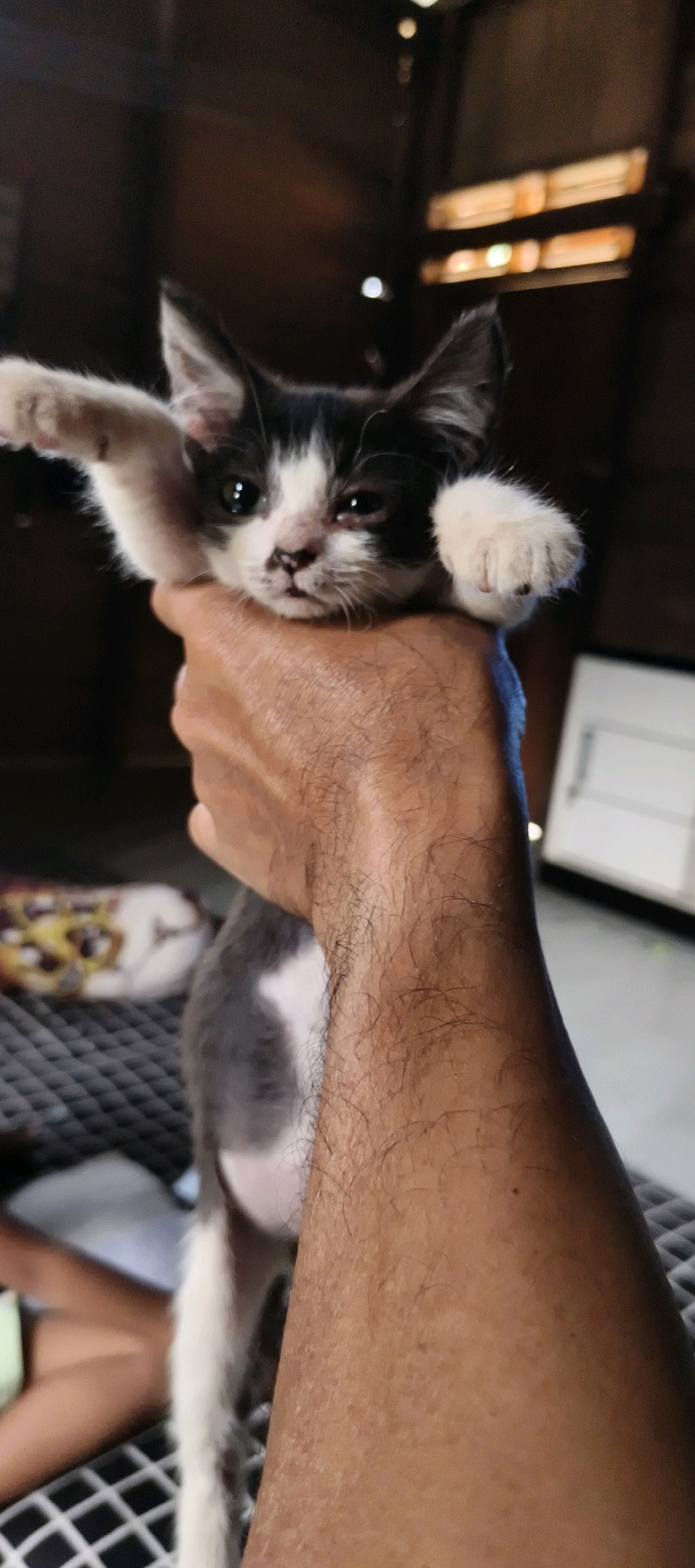 A person's hairy forearm and hand grip a black and white kitten by the scruff of its neck. The kitten is held at eye level, facing the camera. Its front paws are splayed outwards, and its body angles downwards. The kitten's face is partially obscured by its paws, but its eyes are open. The background is blurred and dark, with some lights visible. The scene appears to be indoors, possibly in a home setting. The image was taken in Muaro Jambi, Indonesia.