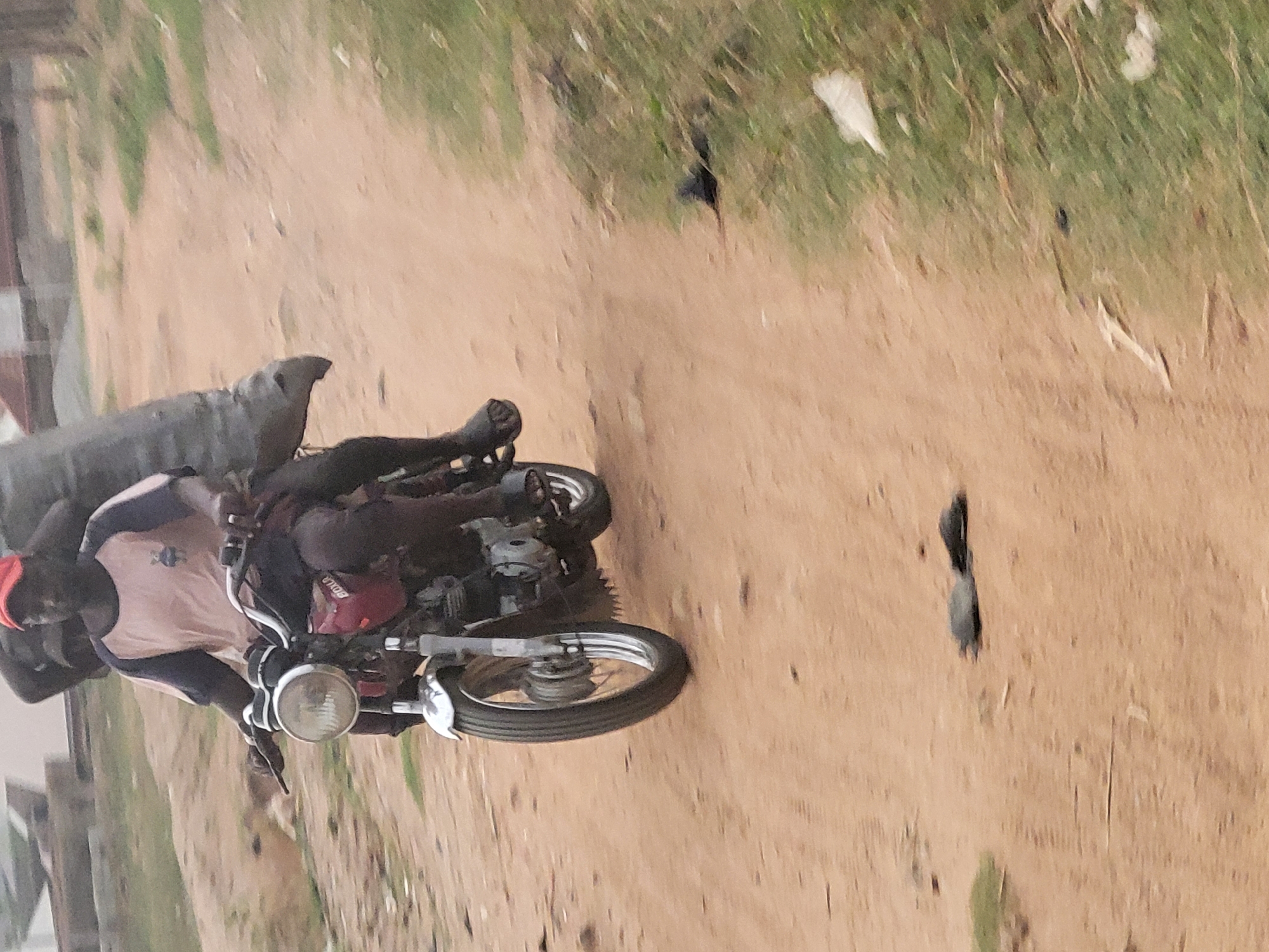 A person is seen riding a red motorcycle on an unpaved dirt road in what appears to be a rural or semi-urban area. The image is taken outdoors during daytime with clear weather.
The primary subject is a dark-skinned individual, likely male, wearing a light-colored (possibly pink or light orange) short-sleeved shirt with dark trim, dark pants, and a red cap. They are actively operating a motorcycle. Behind the rider, there is a large, dark, possibly covered item or passenger, whose details are obscured.
The motorcycle itself is red, featuring chrome accents on the headlight and front fender. Visible text on the motorcycle indicates "YAMAHA" on the side of the engine/frame, and some partially obscured white lettering, possibly "BDDLA" or "BDULO," on the fuel tank. It has spoked wheels.
The setting is a dusty, reddish-brown dirt path, bordered by patches of green grass and sparse vegetation. There are several small, dark objects on the path and in the grassy areas, some of which resemble birds or small animals, while others could be debris like discarded paper or plastic. The overall scene suggests a common mode of transport in less developed regions. No specific emotions are discernible from the rider's posture. The photo is oriented vertically.
