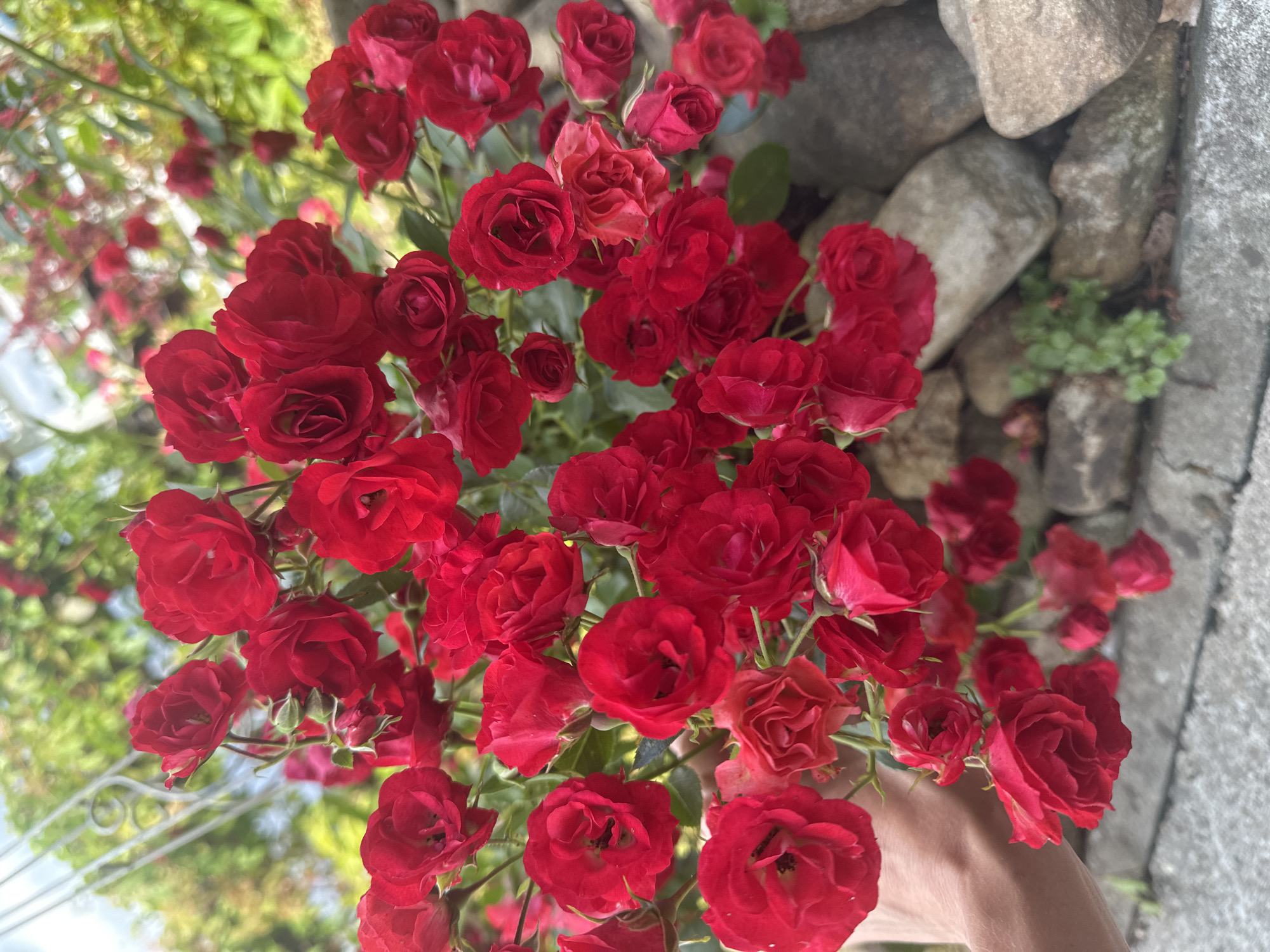 A close-up, eye-level shot shows a cluster of small, bright red roses being held by a hand. The roses are in various stages of bloom, with some fully open and others still buds. The hand, which is a light skin tone, is gently cupping the stems of the flowers. In the background, out-of-focus, are green foliage, a blurred white structure that appears to be a trellis or fence, and large, grey rocks that form a wall. The ground visible in the foreground is a light grey, possibly concrete or pavement. The scene is outdoors, suggesting a garden or natural setting. There are no explicit indicators to place this specific scene within the city of Wisła, Poland, beyond the provided context.
