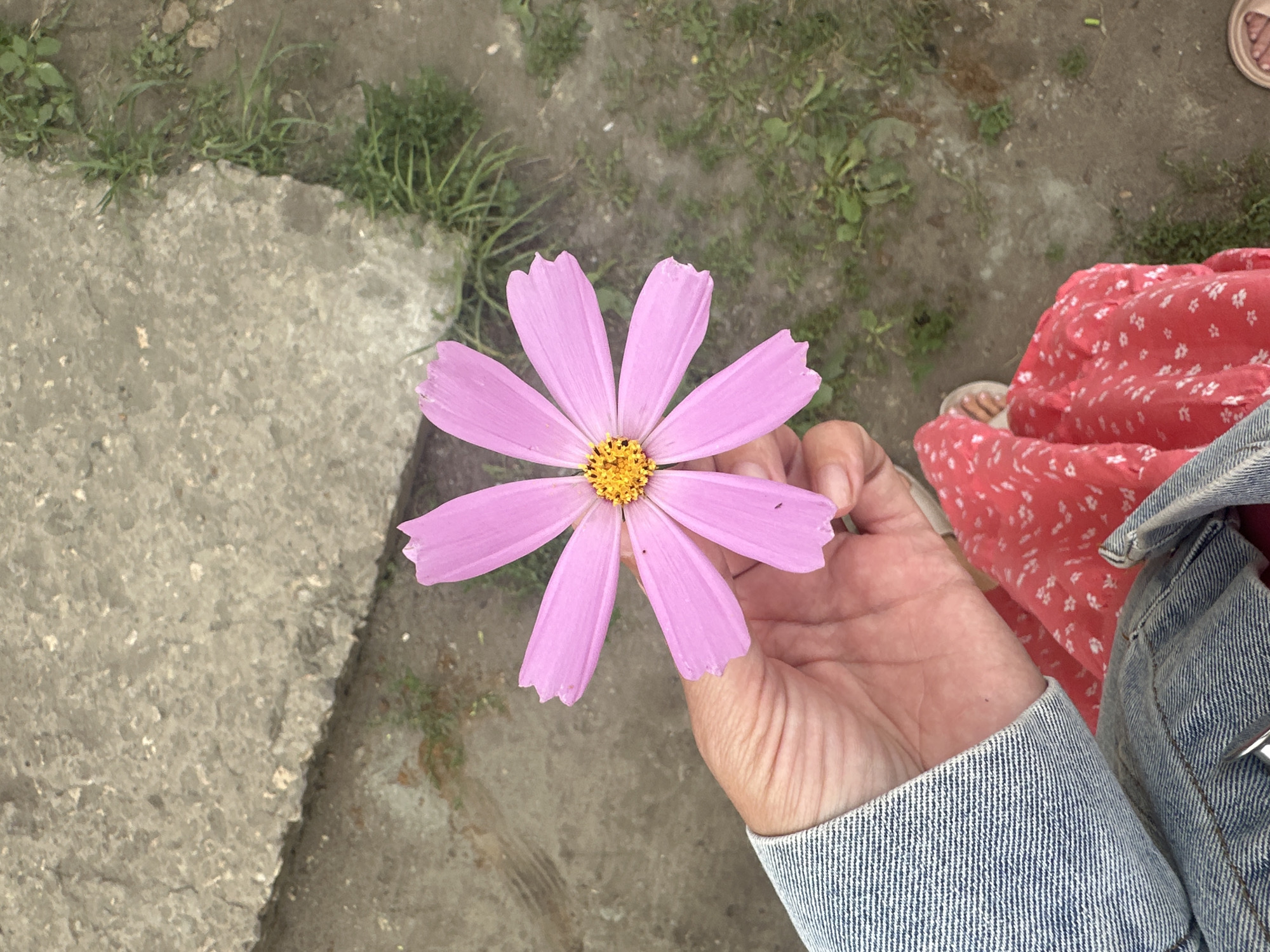 An overhead, eye-level, full shot captures a person's hand holding a single pink cosmos flower. The flower has eight petals and a yellow center with black specks. The person's hand is light-skinned, and they are wearing a blue denim jacket and a red floral dress. In the background, a gray concrete slab runs diagonally from the upper left to the middle of the frame, with patches of green grass and dirt visible to the right of the slab. The image appears to be taken outdoors in Rasskazovo, Russia, though no specific landmarks are identifiable.