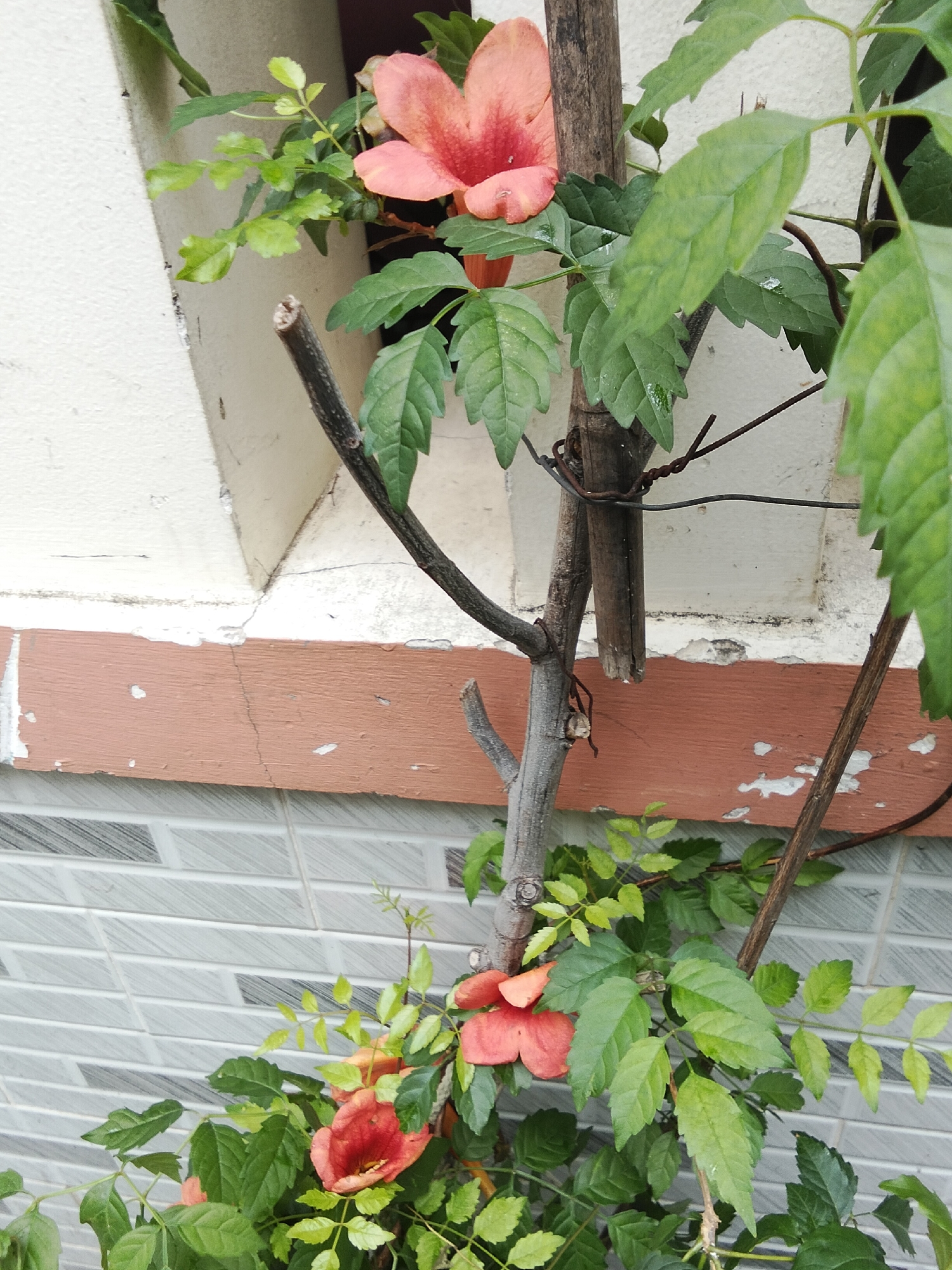 The image shows a close-up view of an orange trumpet vine, scientifically known as Tecoma capensis, with lush green foliage against a backdrop of a white wall with a reddish-brown trim and gray tiled wall. The vine is supported by a rustic wooden stake, secured with wire. The plant is in bloom, with several vibrant orange flowers visible, their trumpet-like shapes distinct. The leaves are ovate and serrated, with some showing signs of moisture, possibly from rain or dew. The overall setting appears to be an outdoor space, likely a garden or a courtyard, adjacent to a building. The tiled wall suggests an urban or suburban environment. Given the context of Phan Thiết, Vietnam, this could be a typical scene in a residential area or a public space where ornamental plants are cultivated. No people or specific actions are depicted in the image.